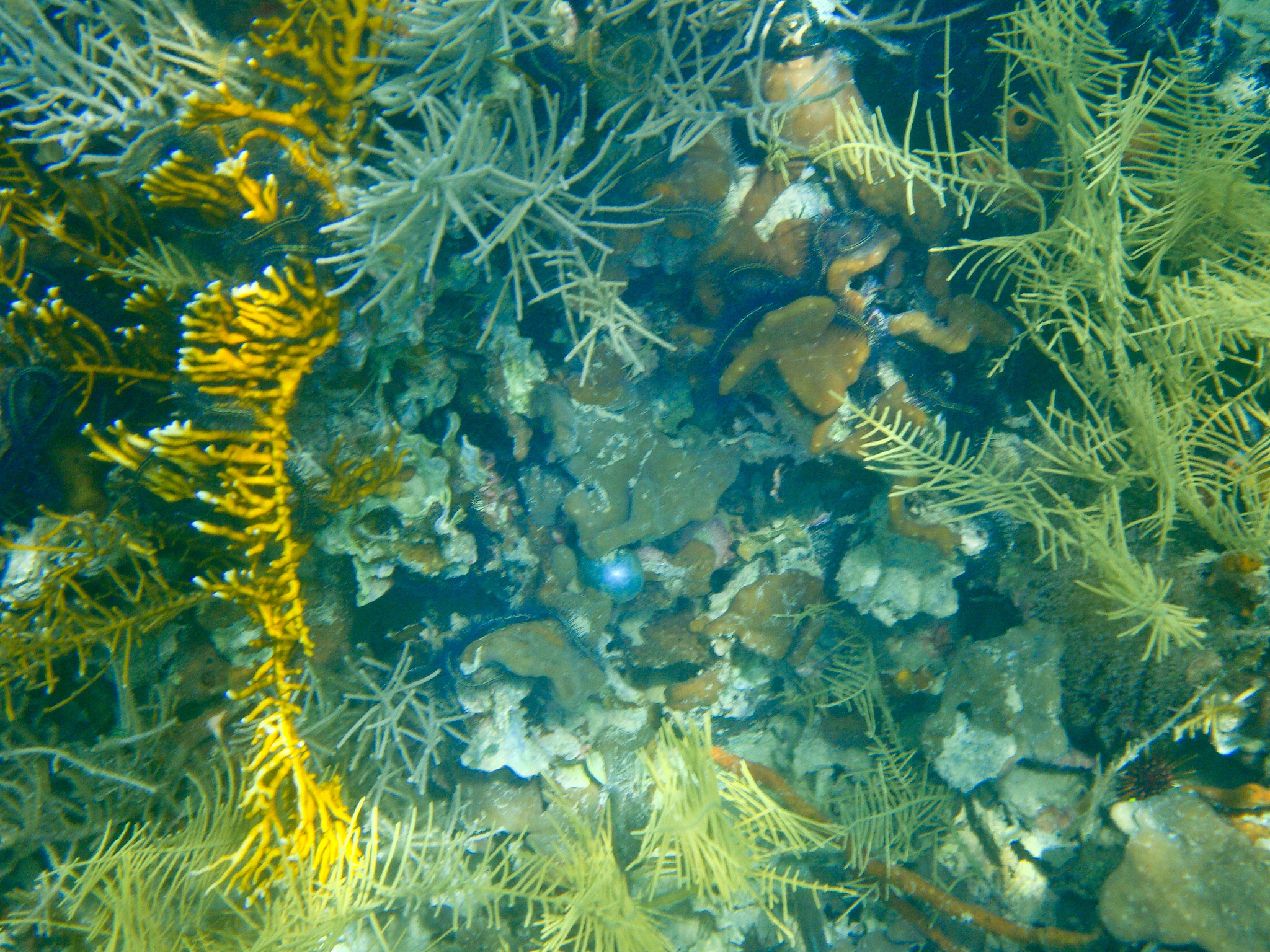 underwater scenes
