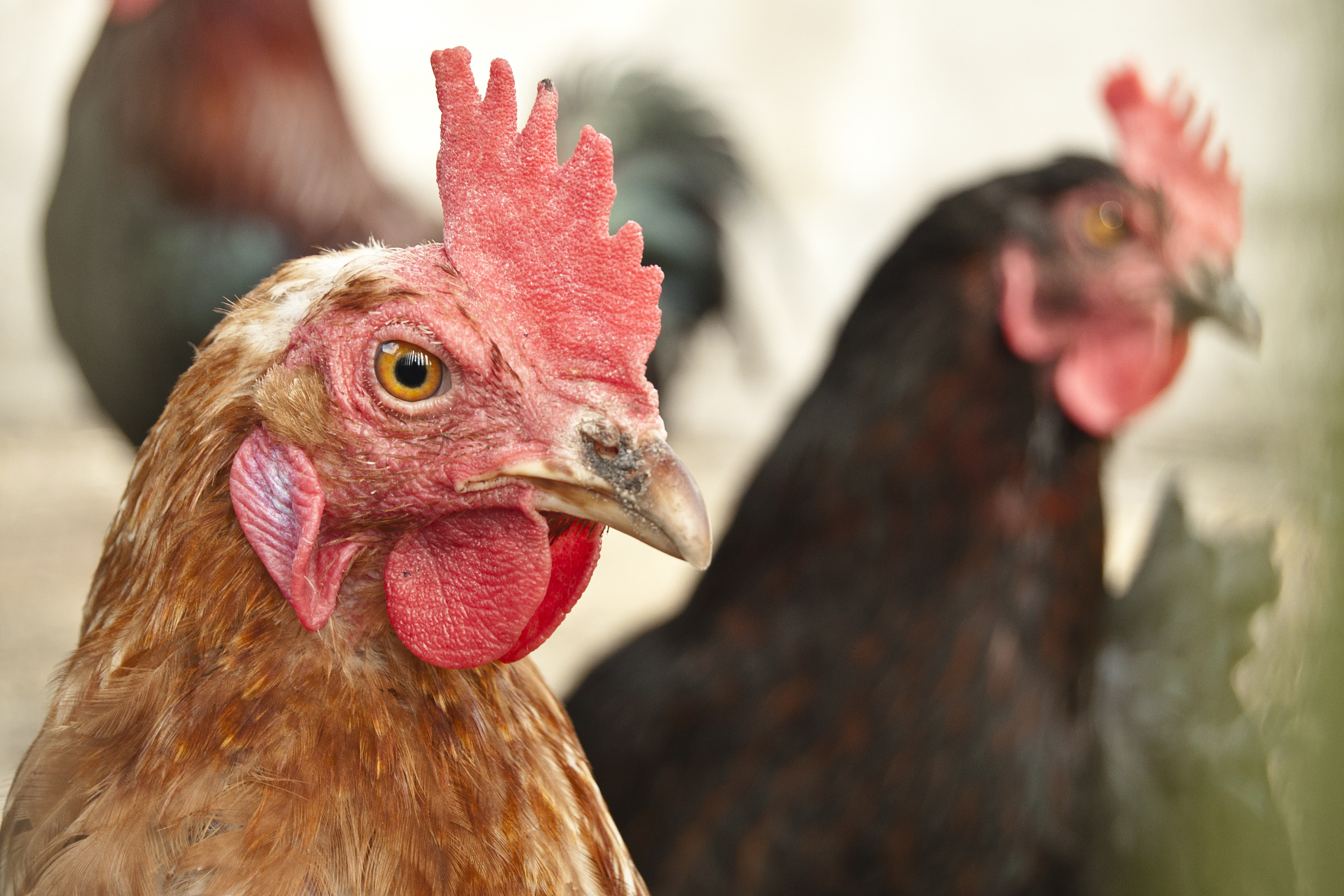 hen chicken