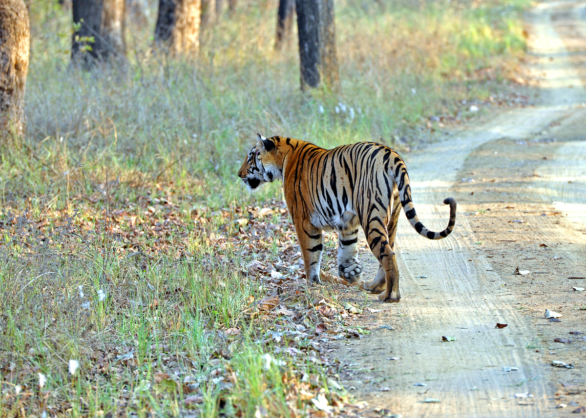 如何徒手杀死老虎