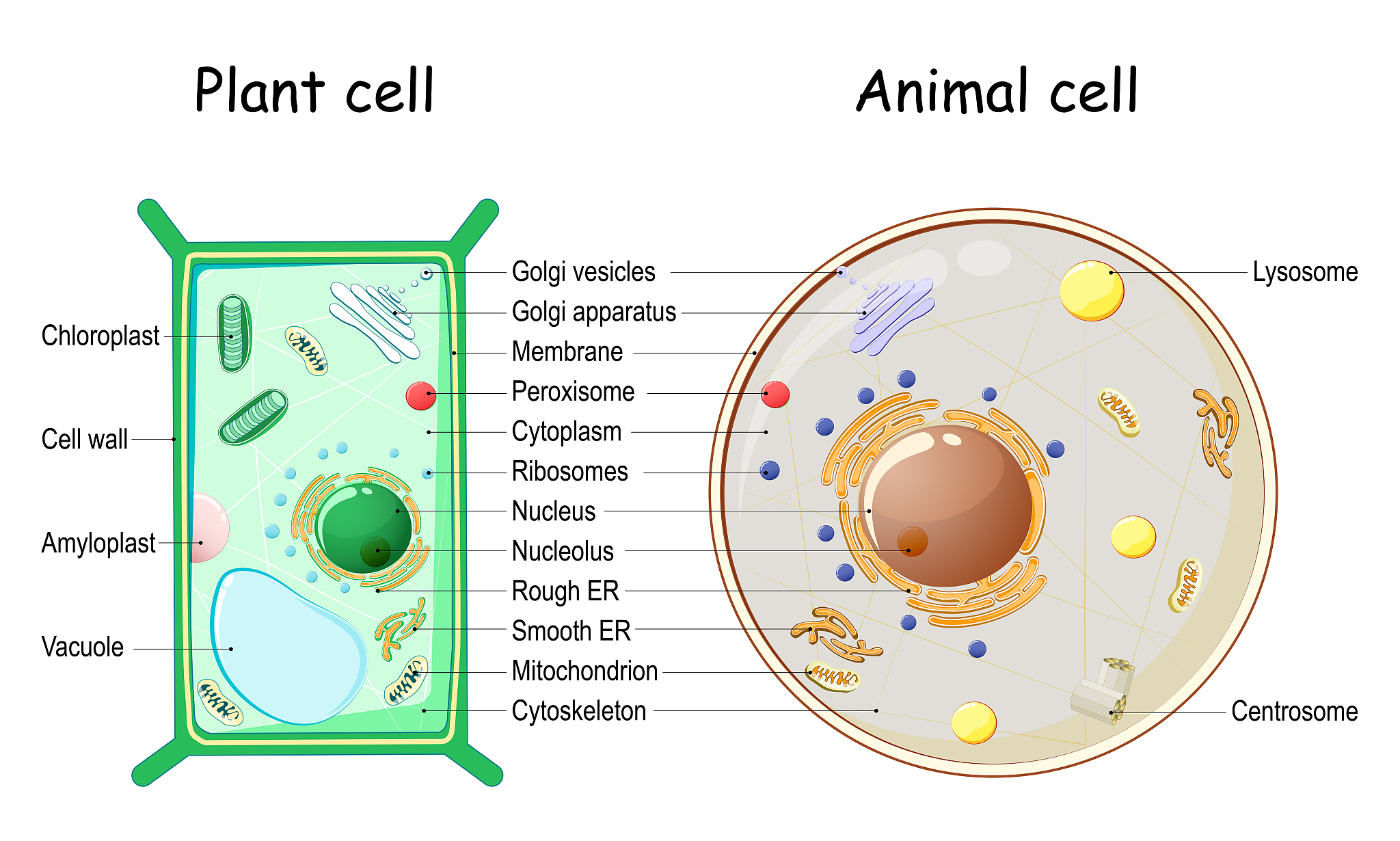 Name four structural features that can be found in a eukaryotic cell