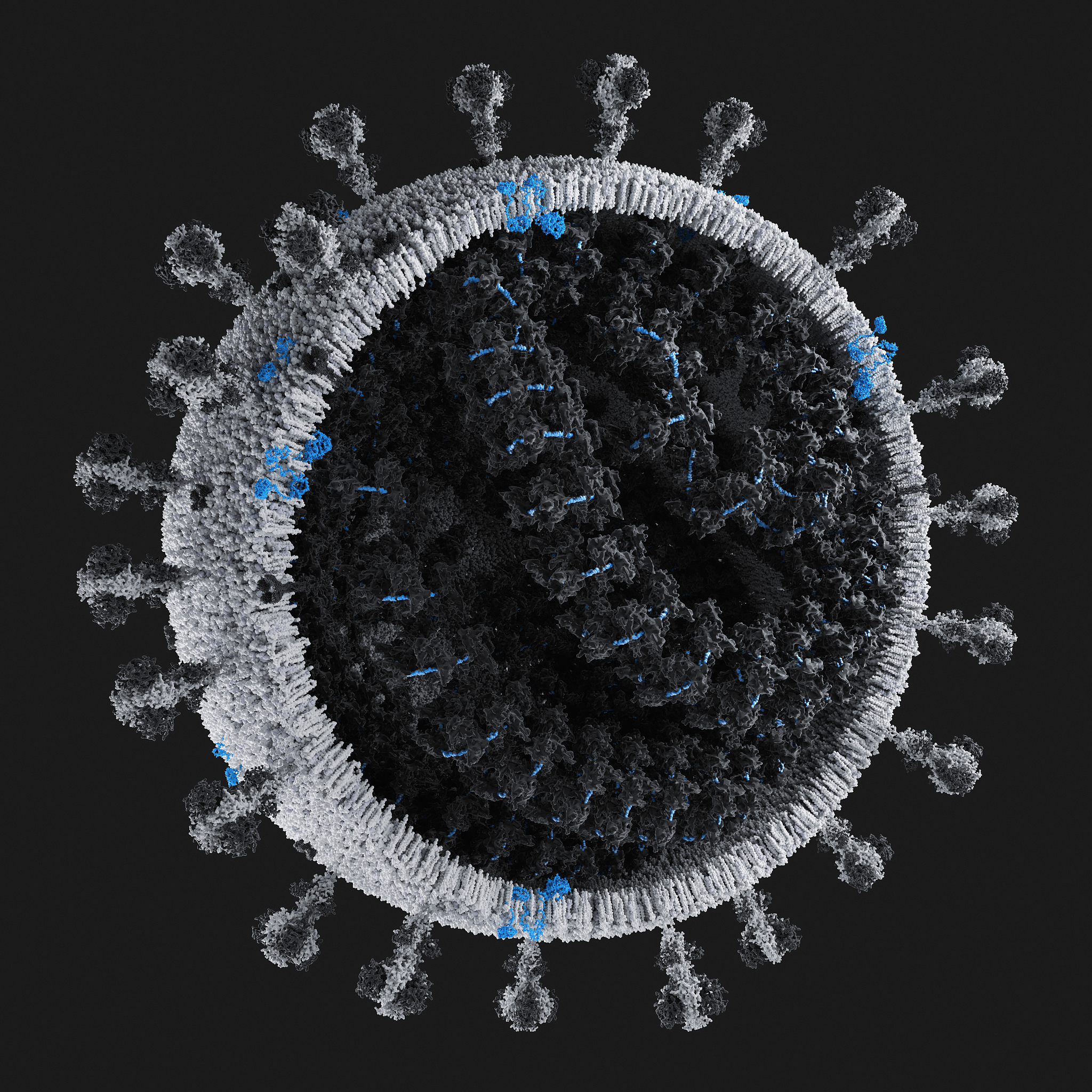 正常肝细胞系THLE2不适合过表达实验的原因