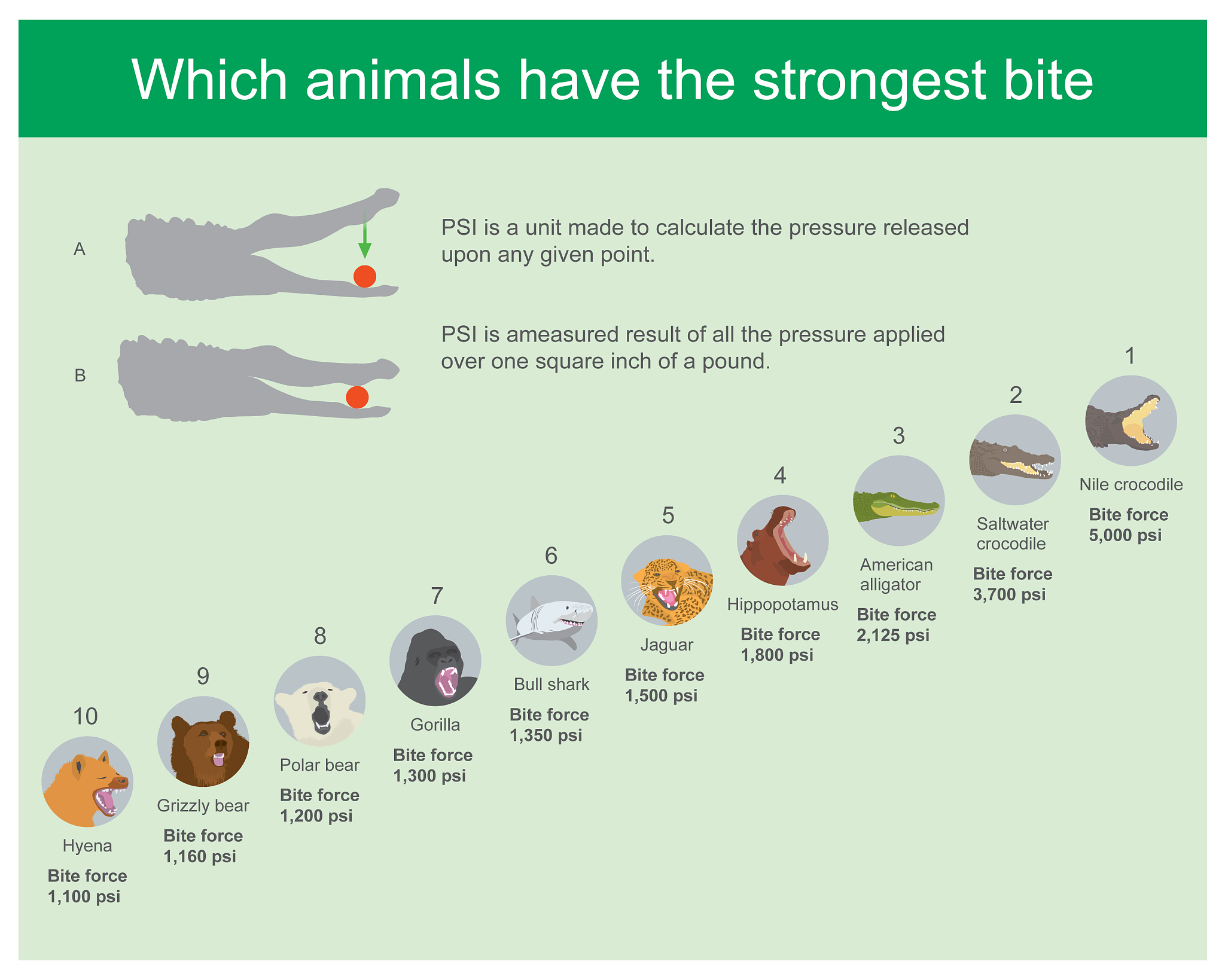 ANIMAL GENETICS期刊现任主编