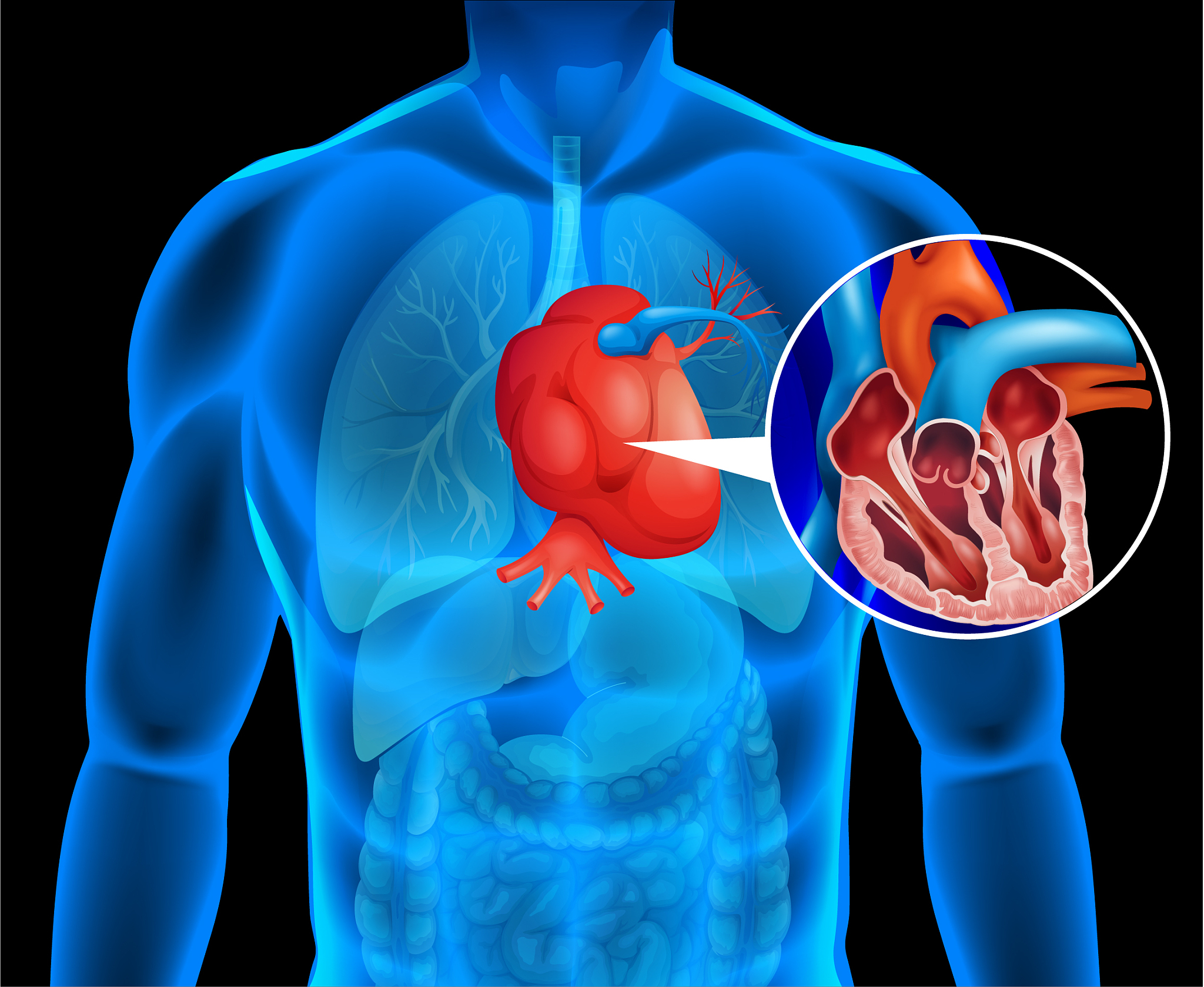 请帮我写1篇不少于750汉字的博客文章语言要幽默口语化。主题是：心脏在左边还是右边心脏在人体什么位置