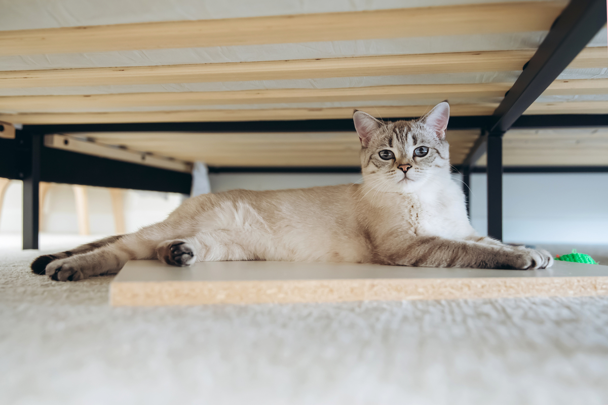 扮演一名宠物博主的口吻写篇字数不少于800字养幼猫和养成年猫的区别是什么？的文章要有和读者互动语句重新编写个标题