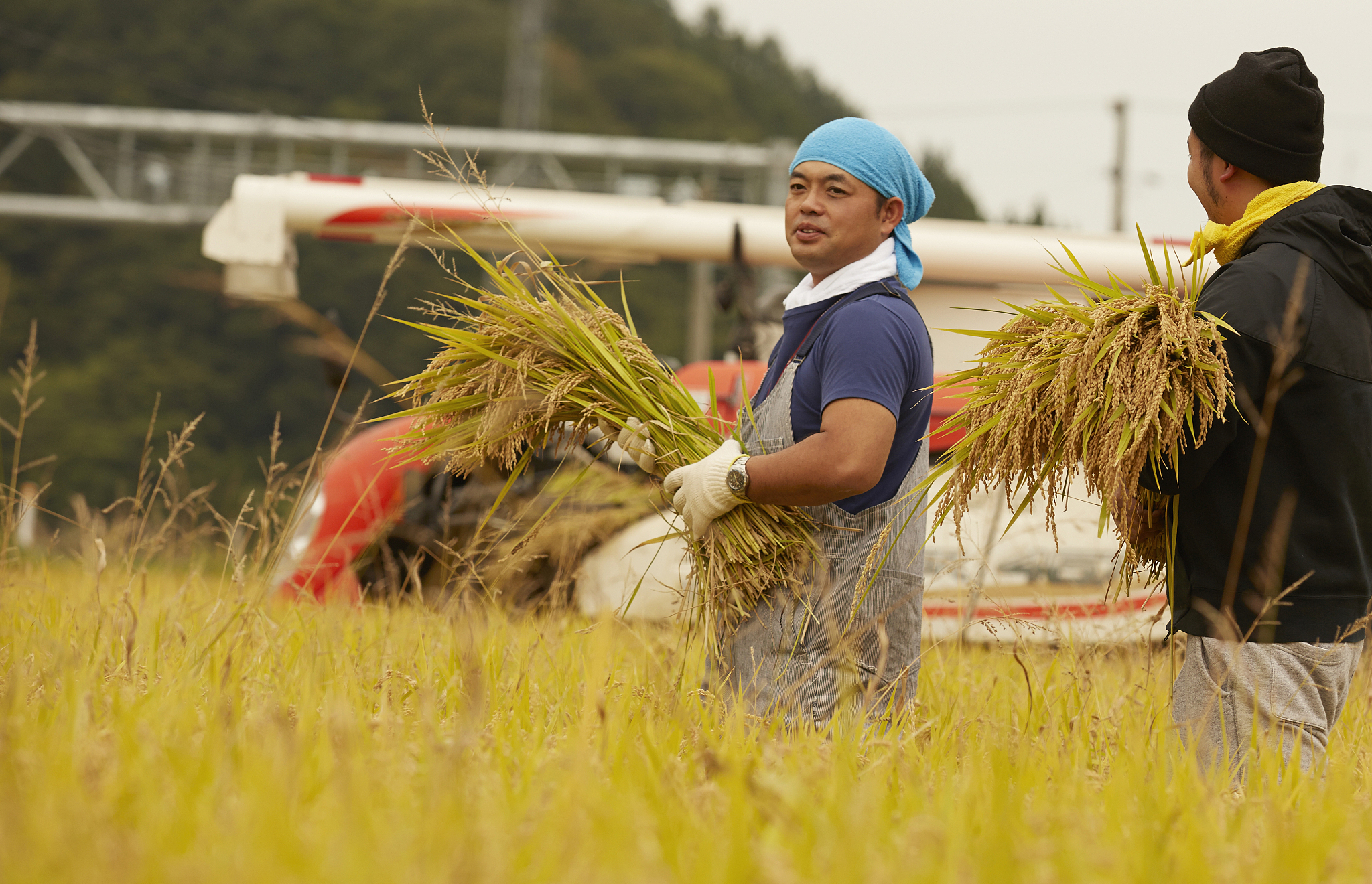 保障粮食安全，端稳中国饭碗