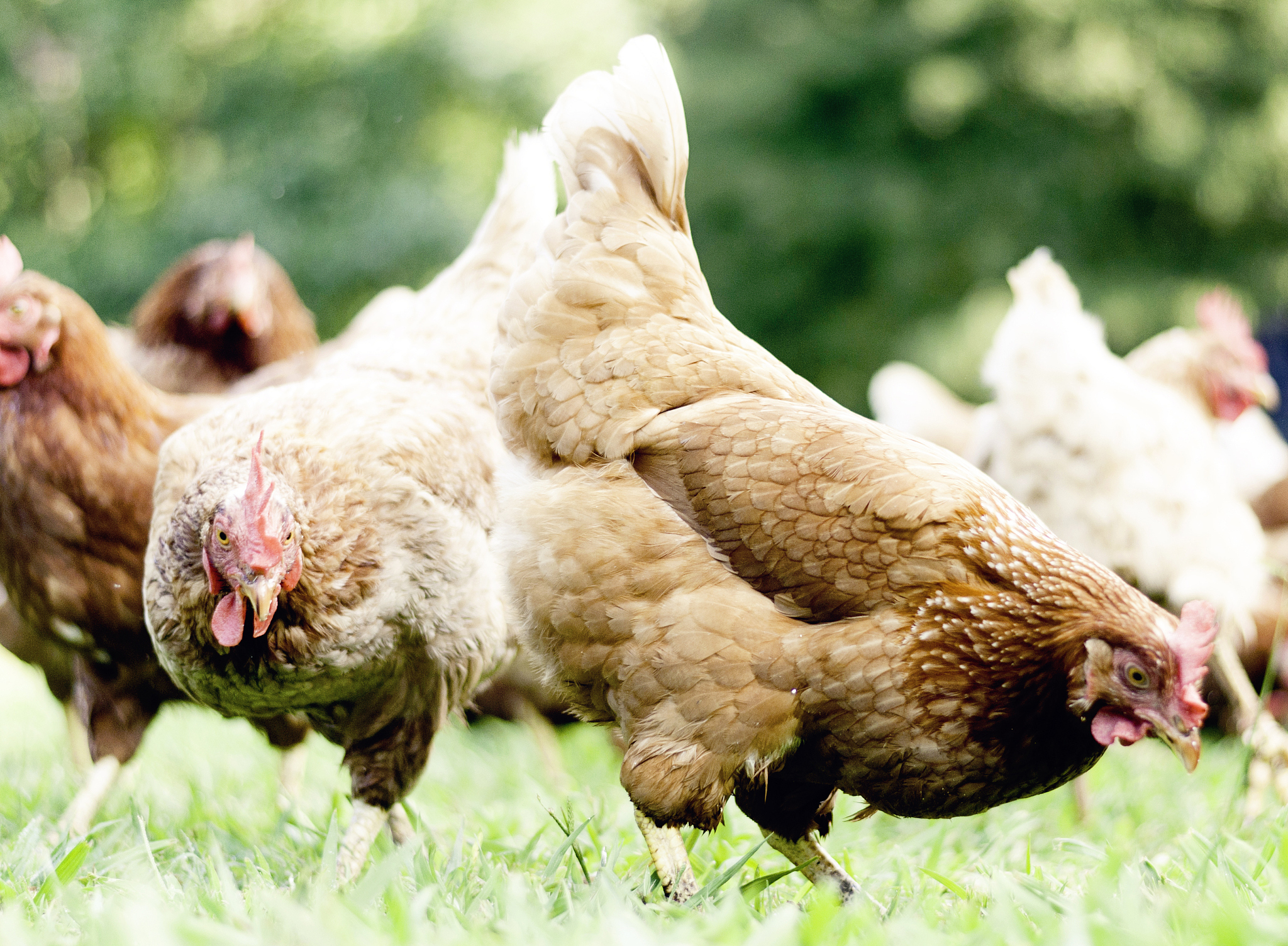 鸡茧：是什么？如何预防和处理？