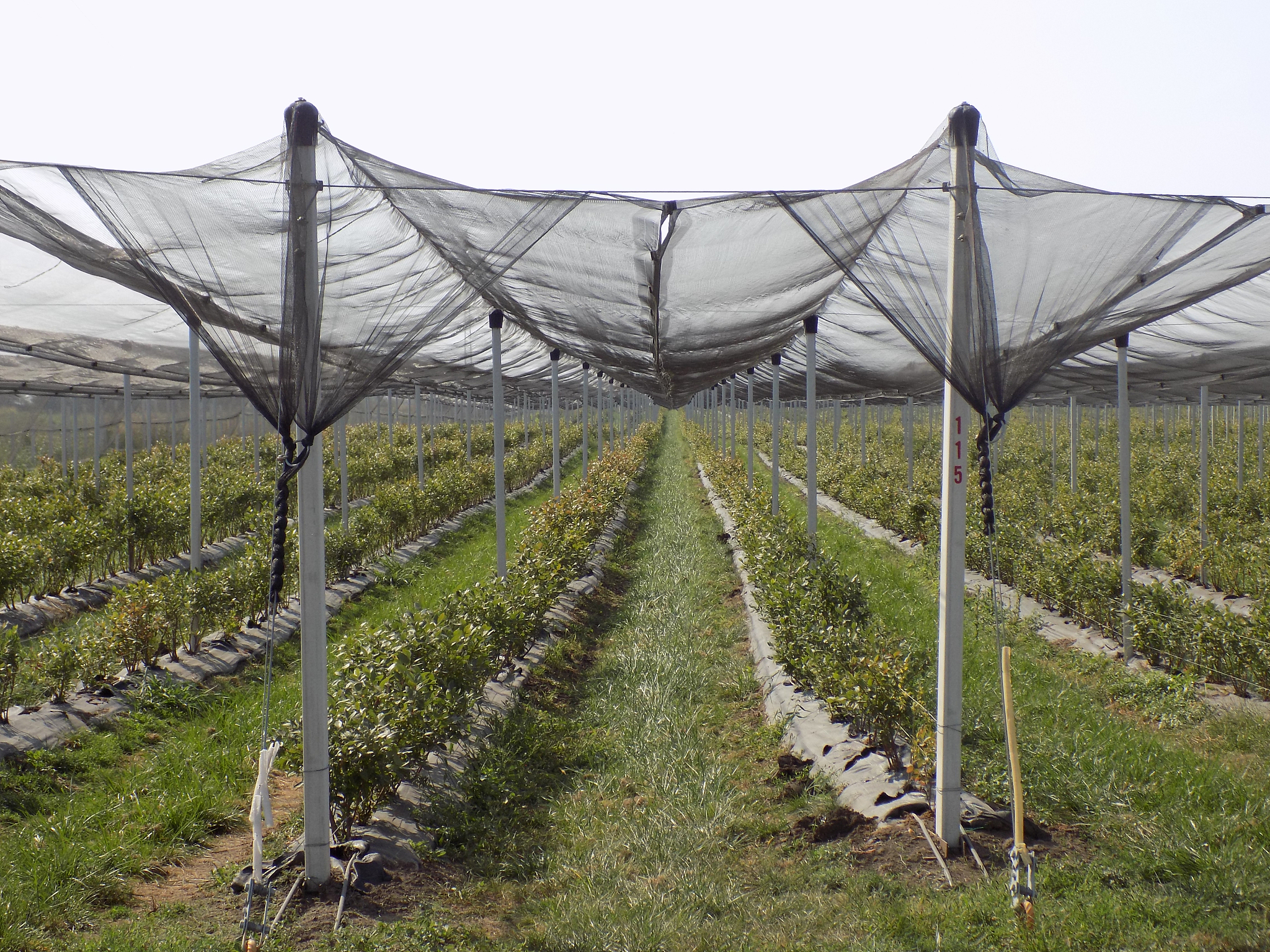 冰雹对苹果的影响：原因、影响及应对措施