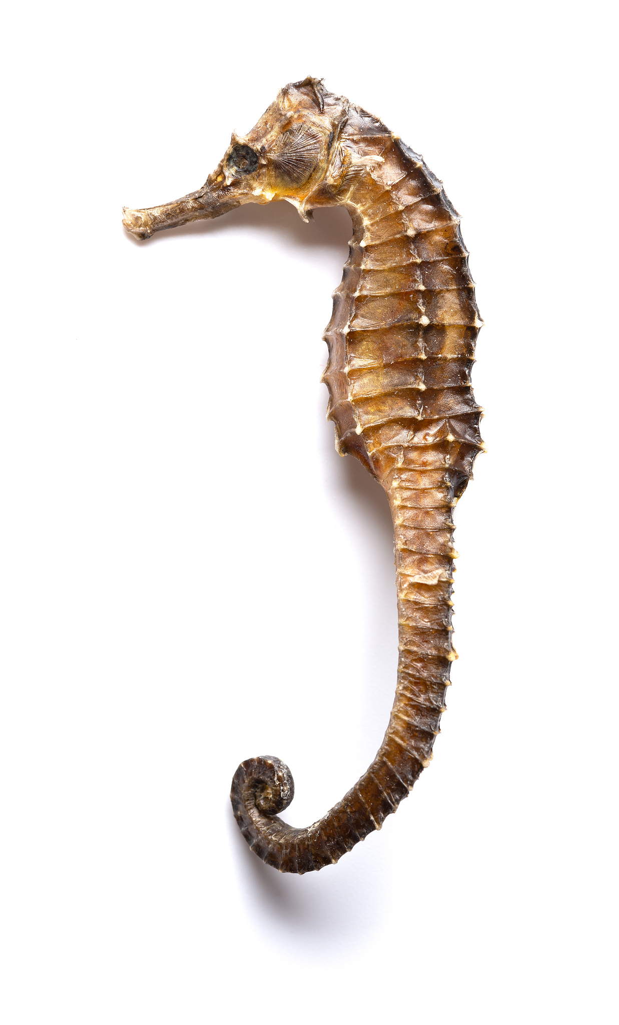 辽宁中医药大学中药学专业怎么样？优势与不足分析