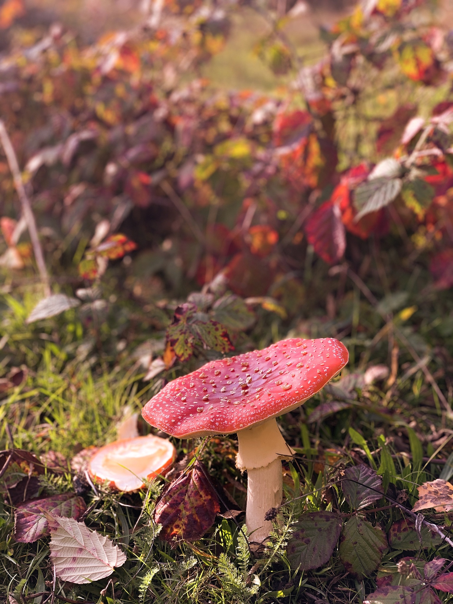 有性生殖的定义