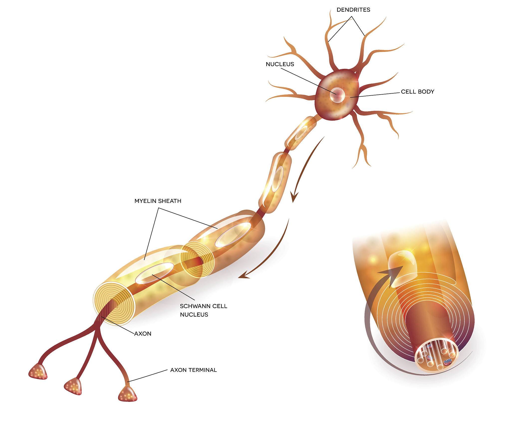运动生理学解析：条件反射建立过程详解