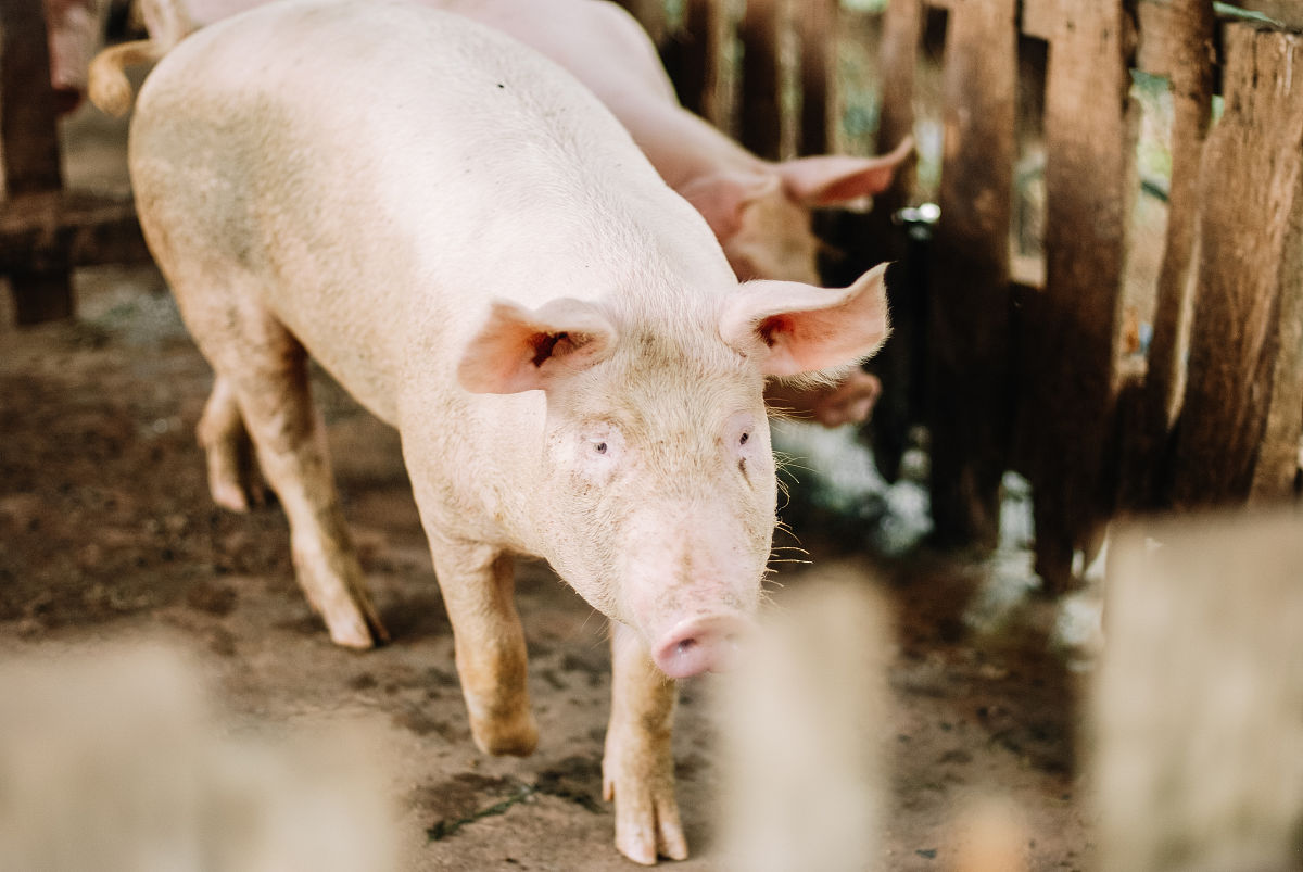 哦 母猪和公猪交配需要打疫苗之类的吗