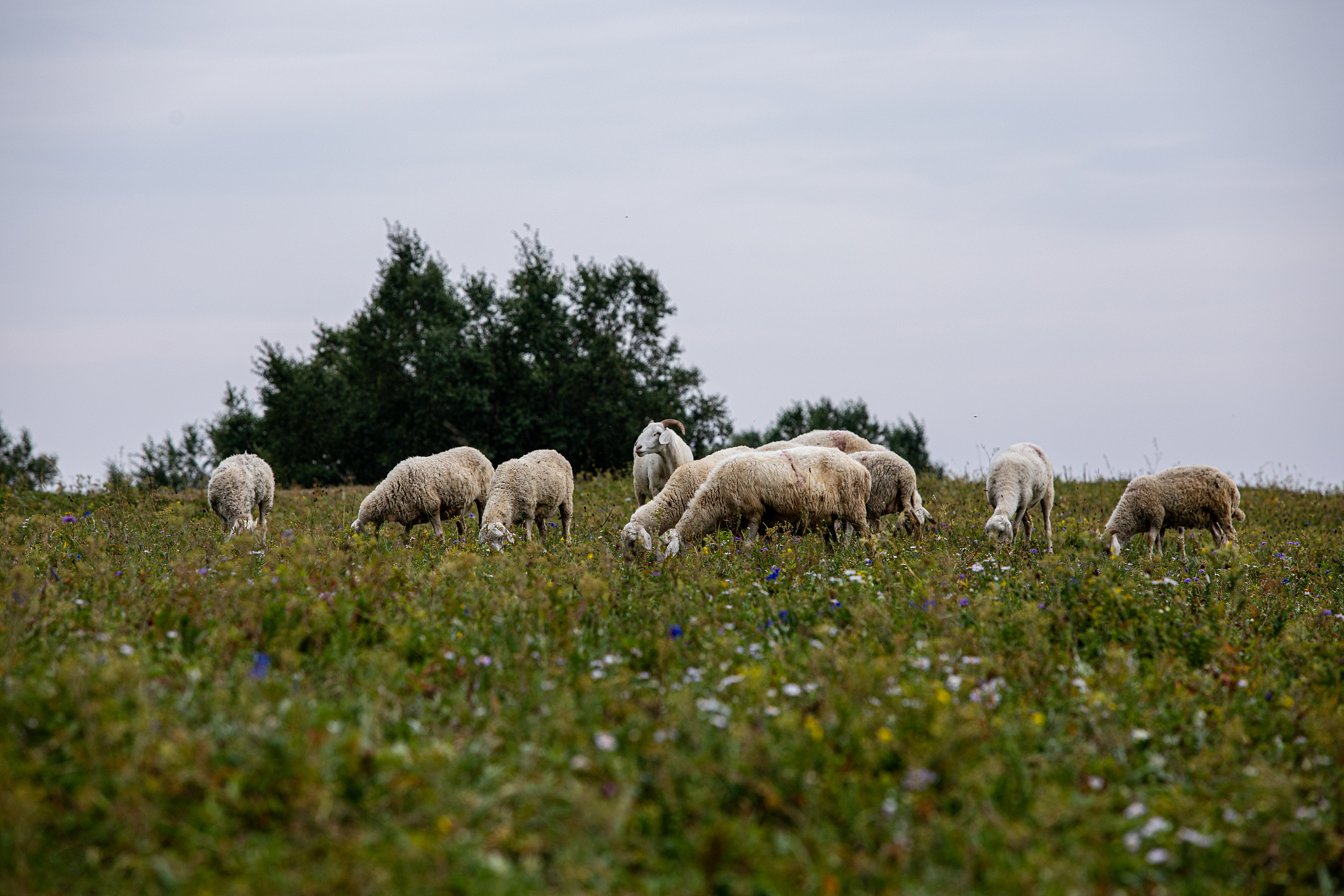 山西畜牧兽医学校2023年好吗正规吗 好不好