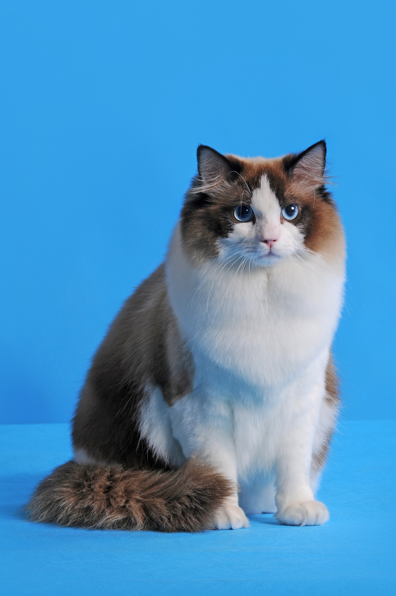 北京宠物世界：规模最大，布偶猫价格揭秘