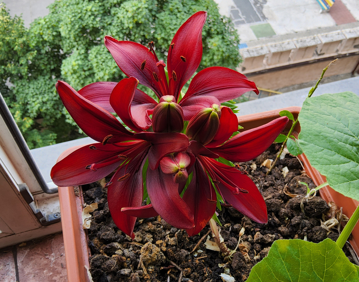 什么花越养越值钱？揭秘背后的原因！