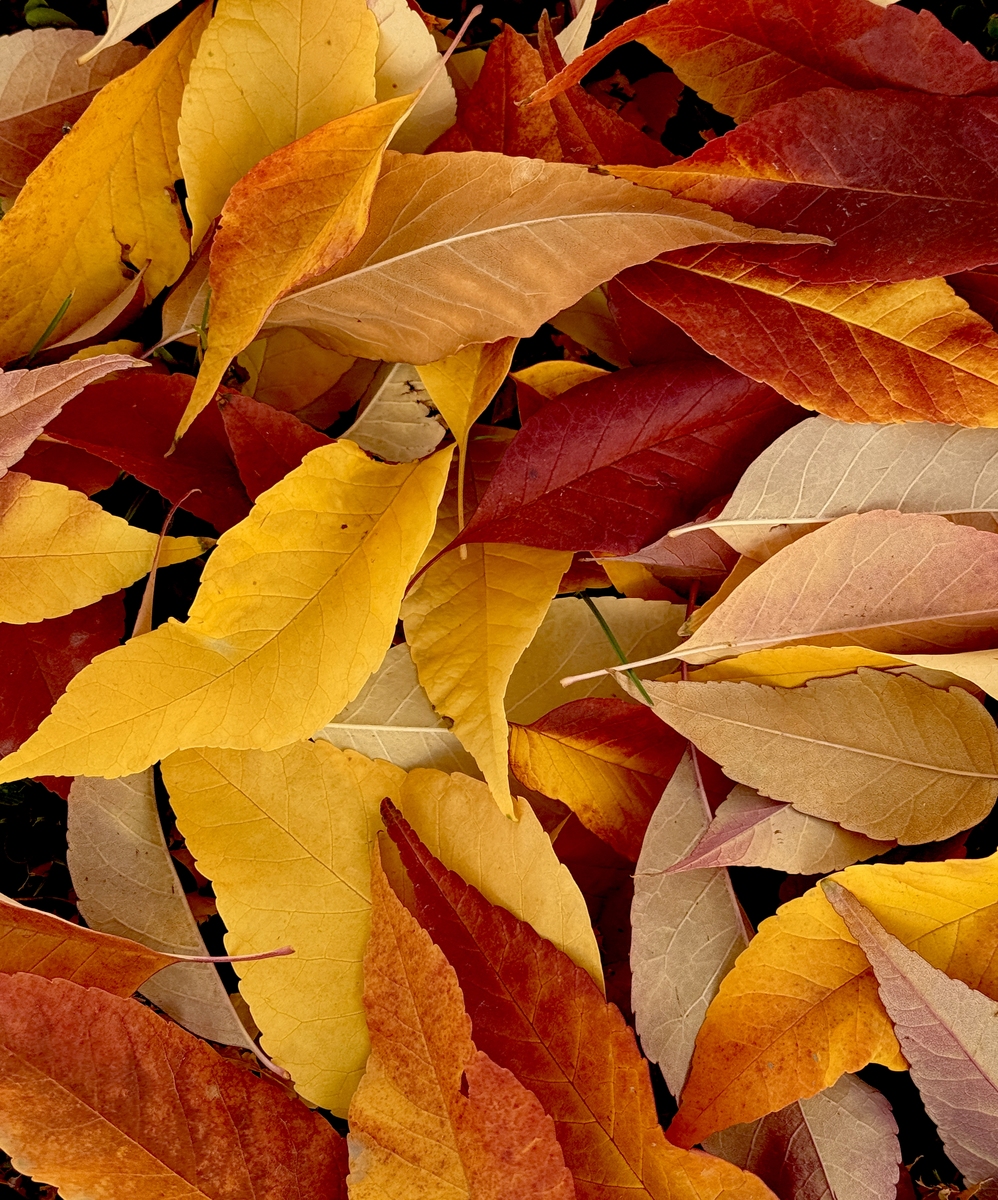 秋之颂：漫步在金色的自然画卷里