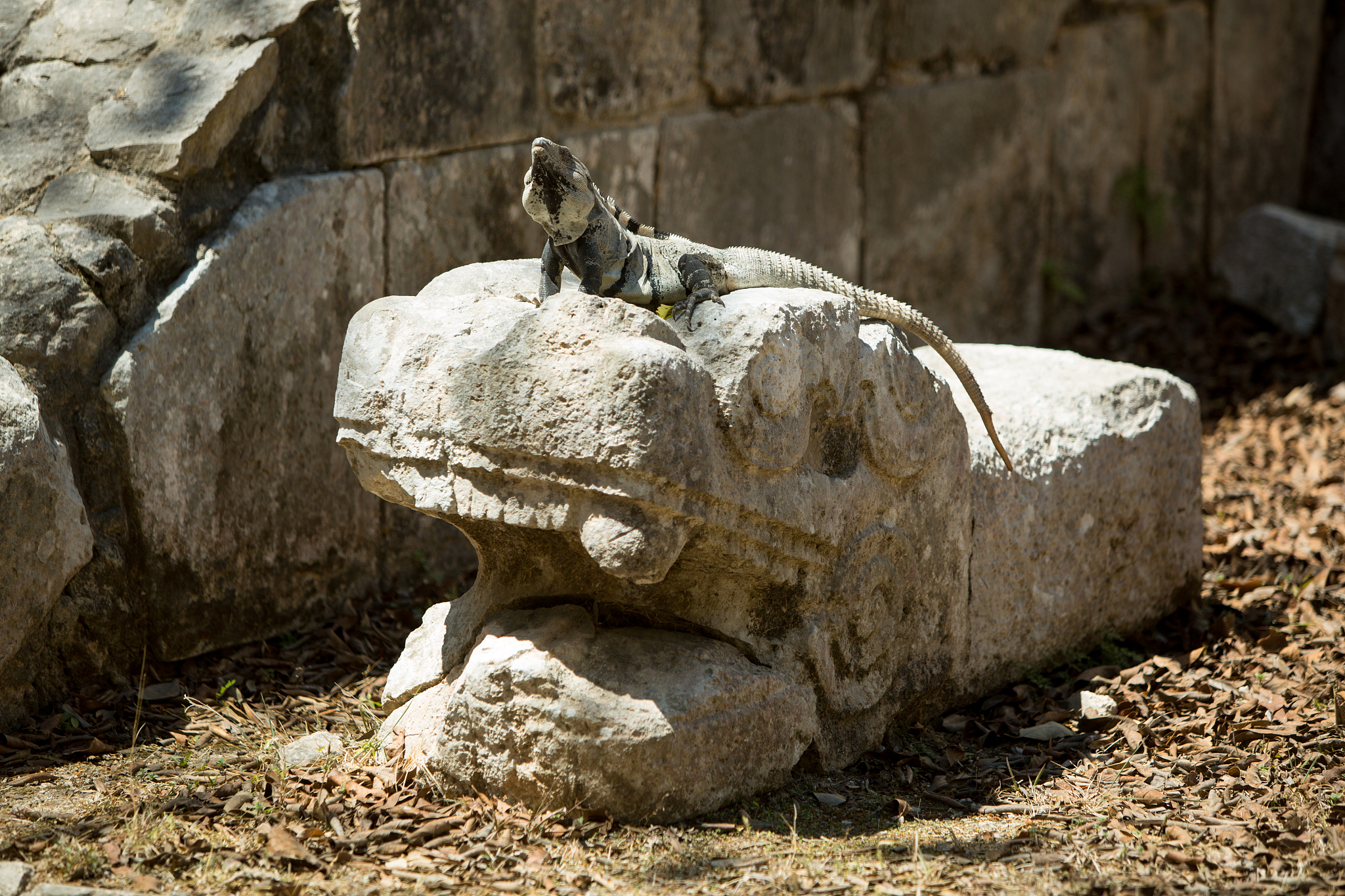 snake head with iguana