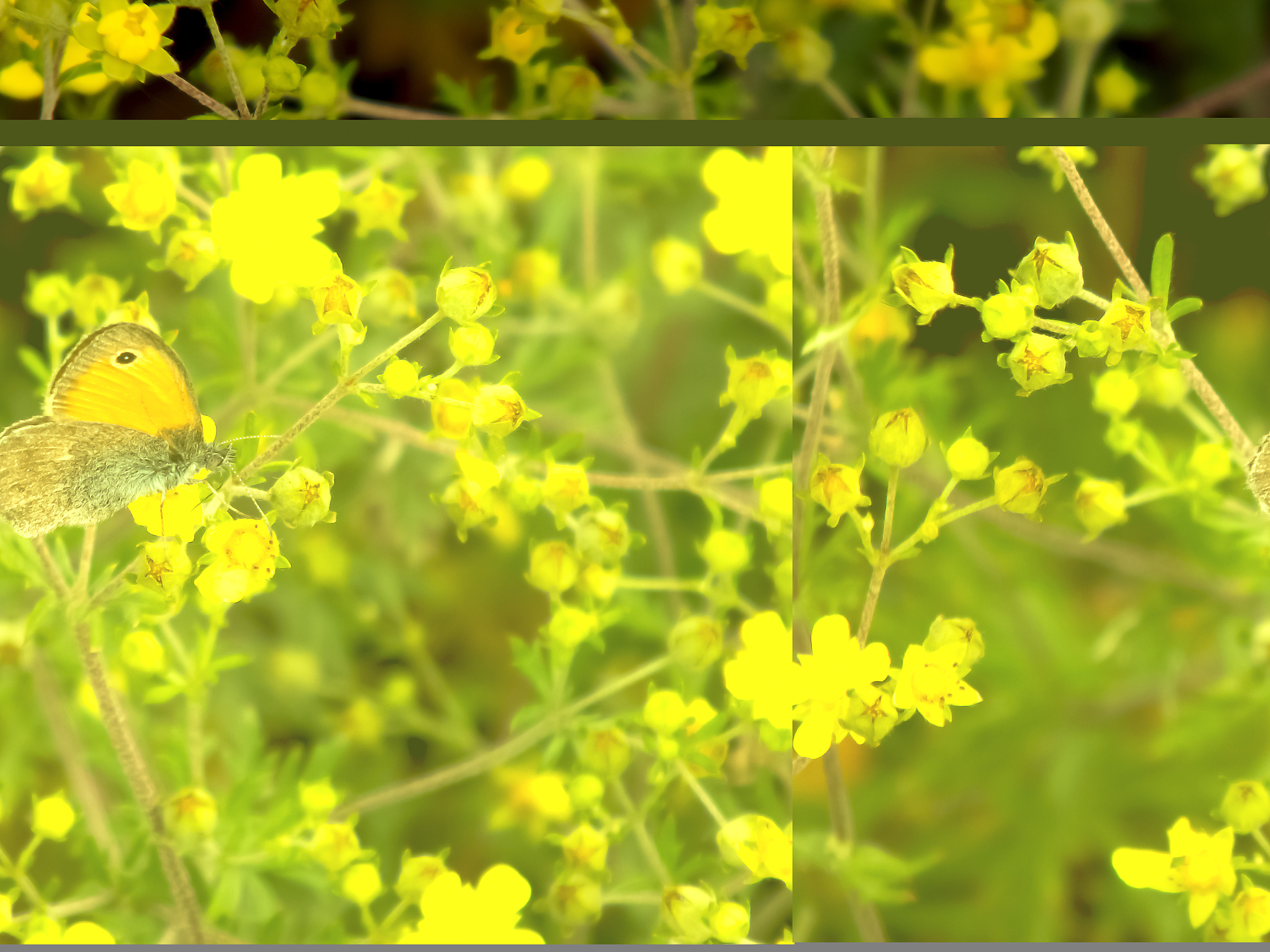 帮我写一首关于油菜花的诗