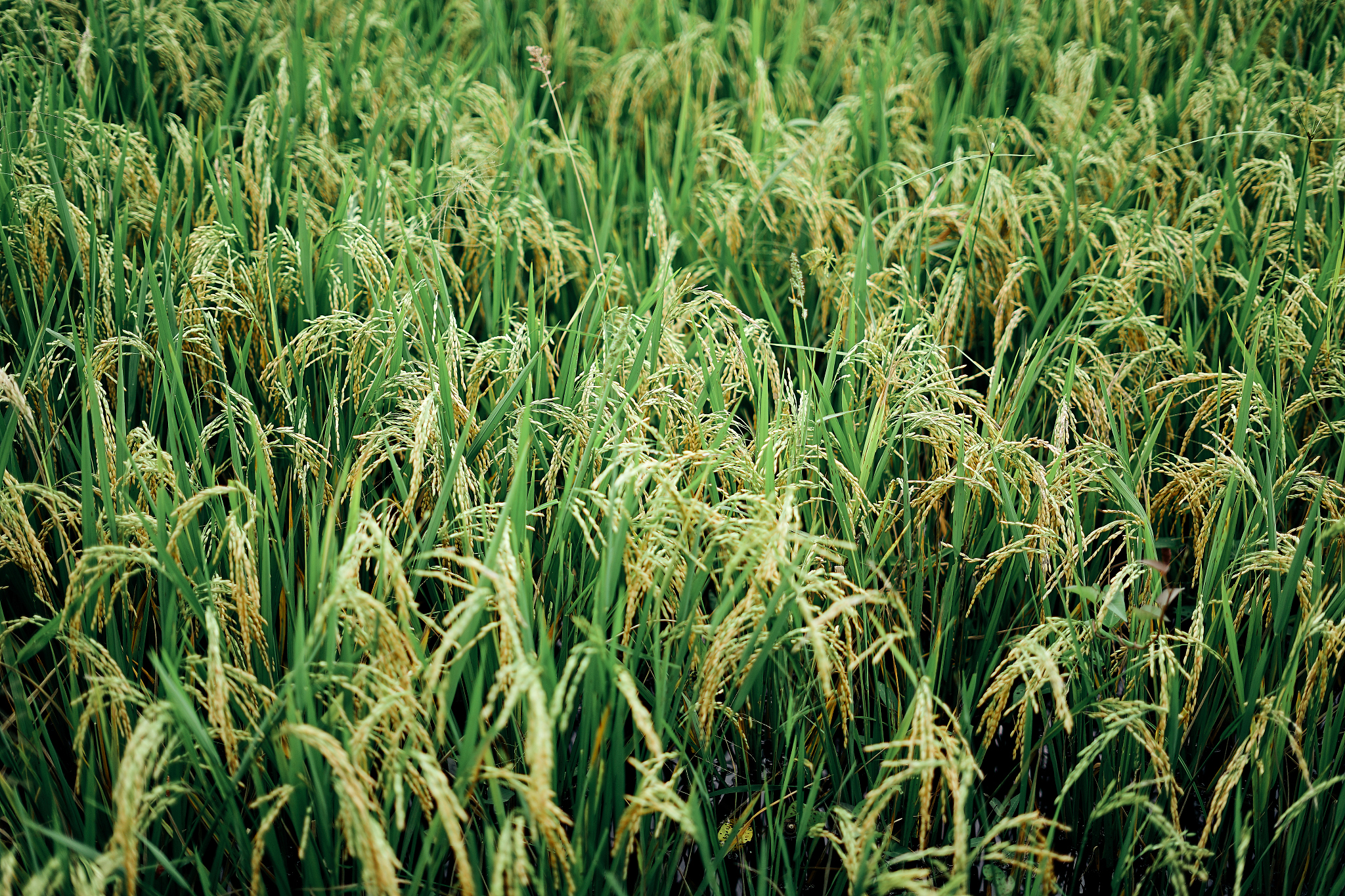 云南省曲靖农业学校2022年热门专业有哪些好不好