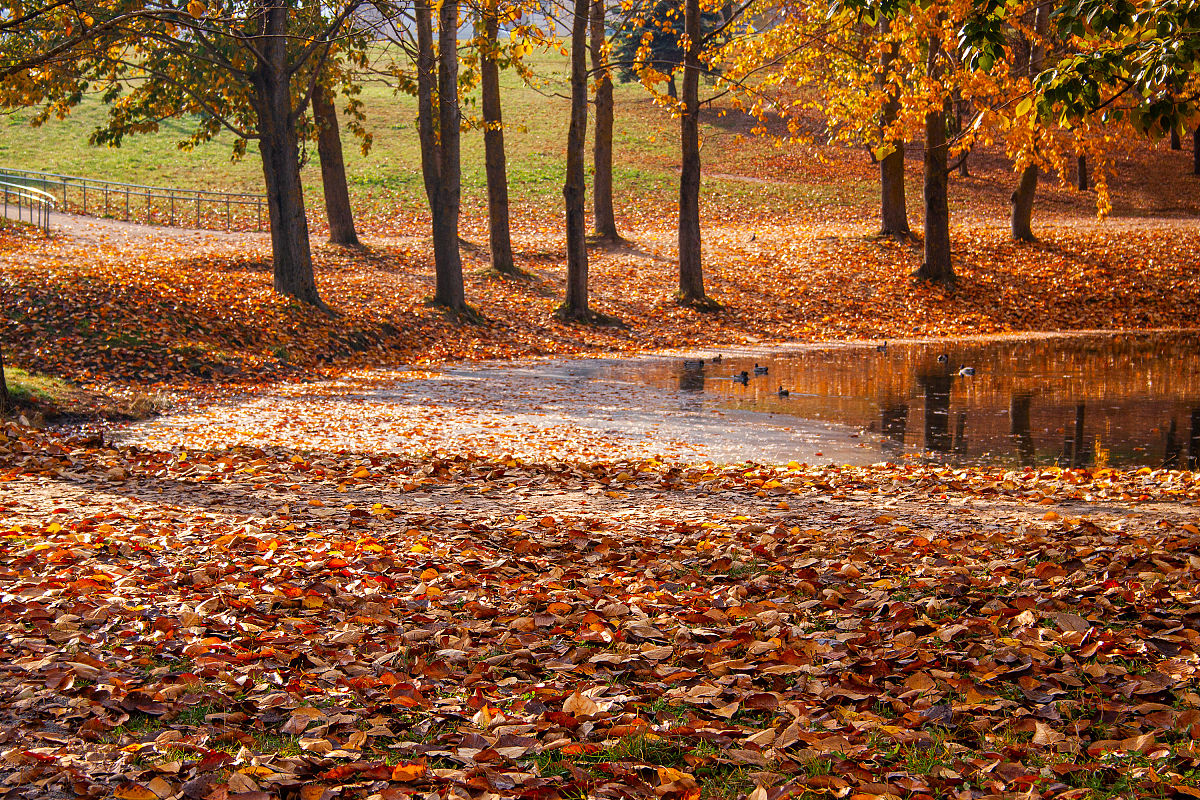 秋日公园散步：感受自然的美丽与舒适