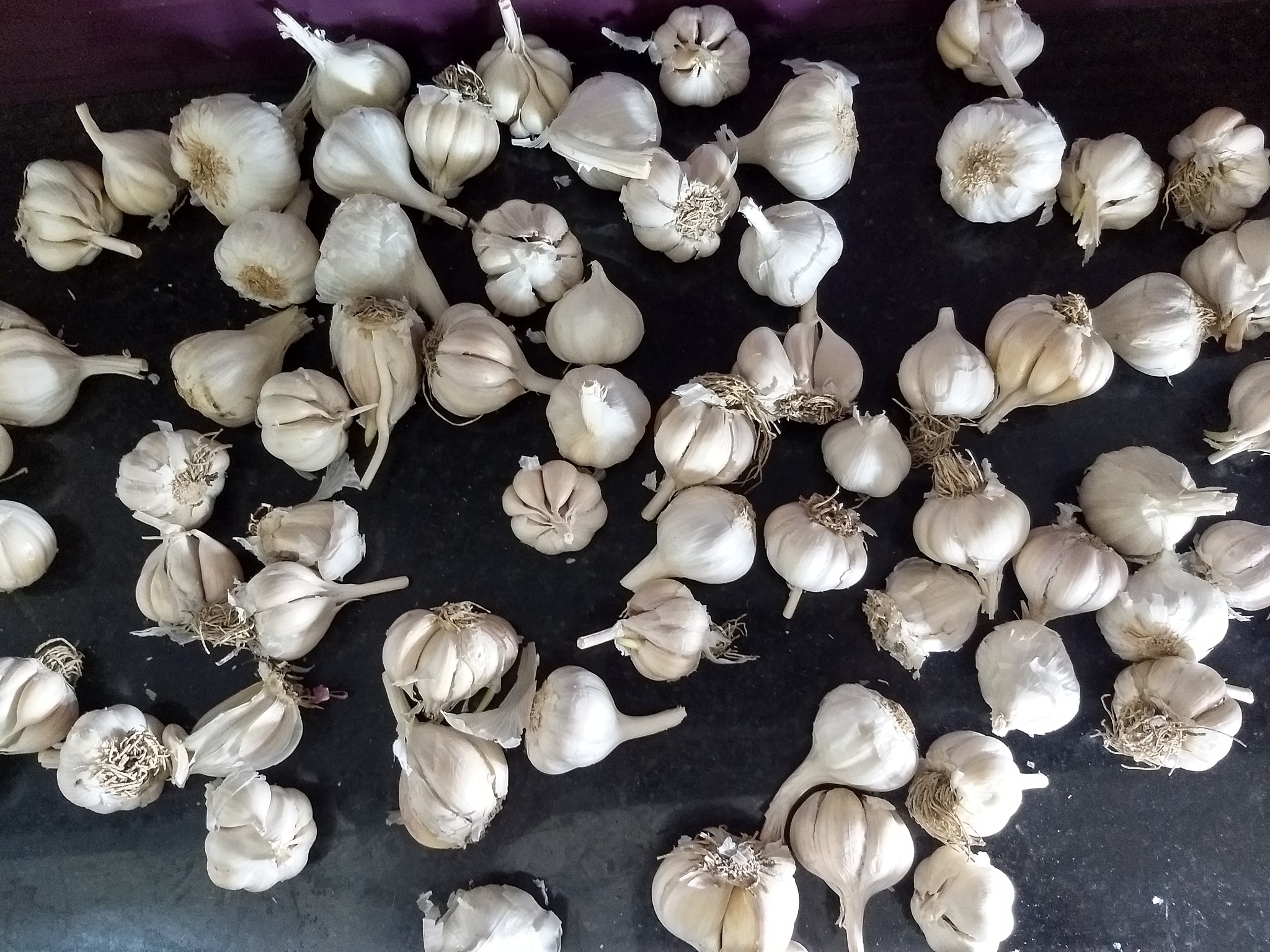 几斤大蒜能做出1斤蒜片干？详细解析及影响因素