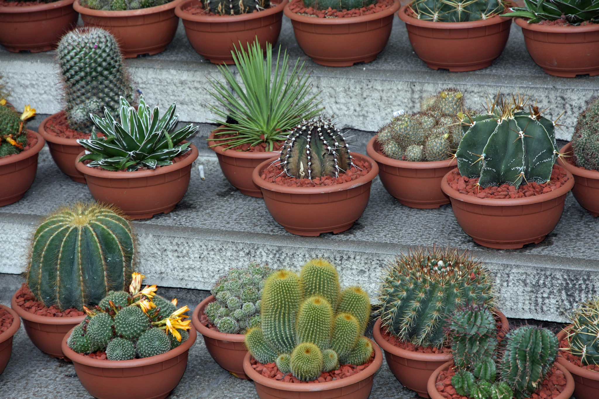 series of potted cactus for sale at the market