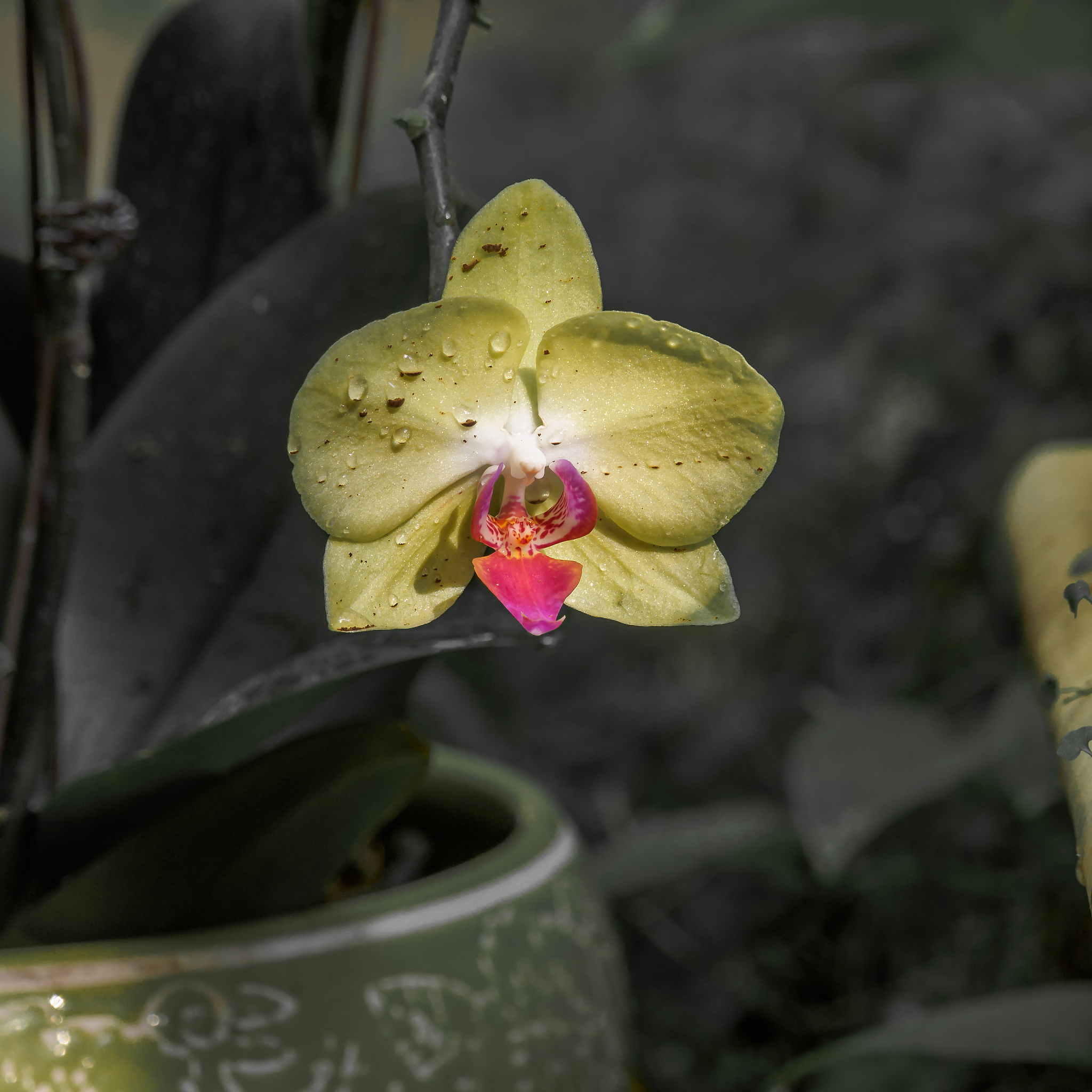 蝴蝶兰开完花如何处理？剪掉吗