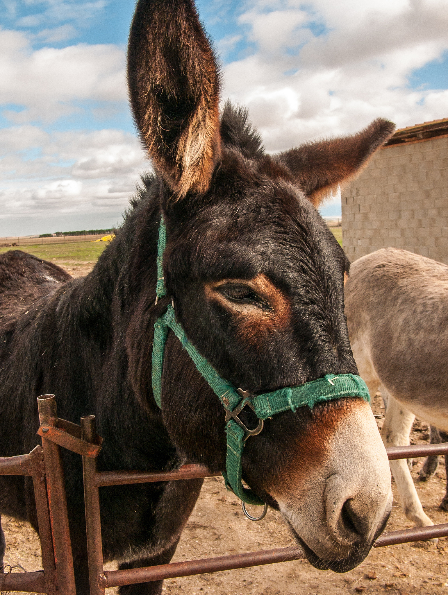 brown donkey