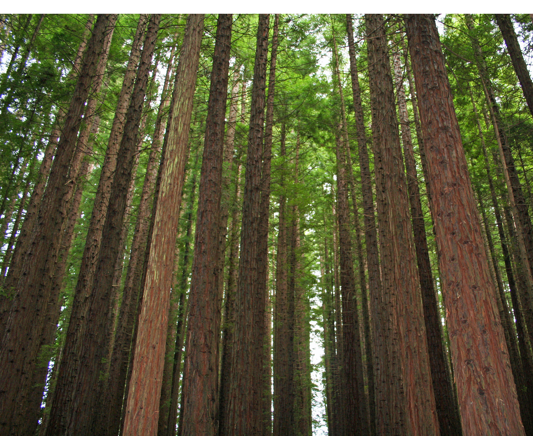 林学类包含哪些专业 什么专业前景好