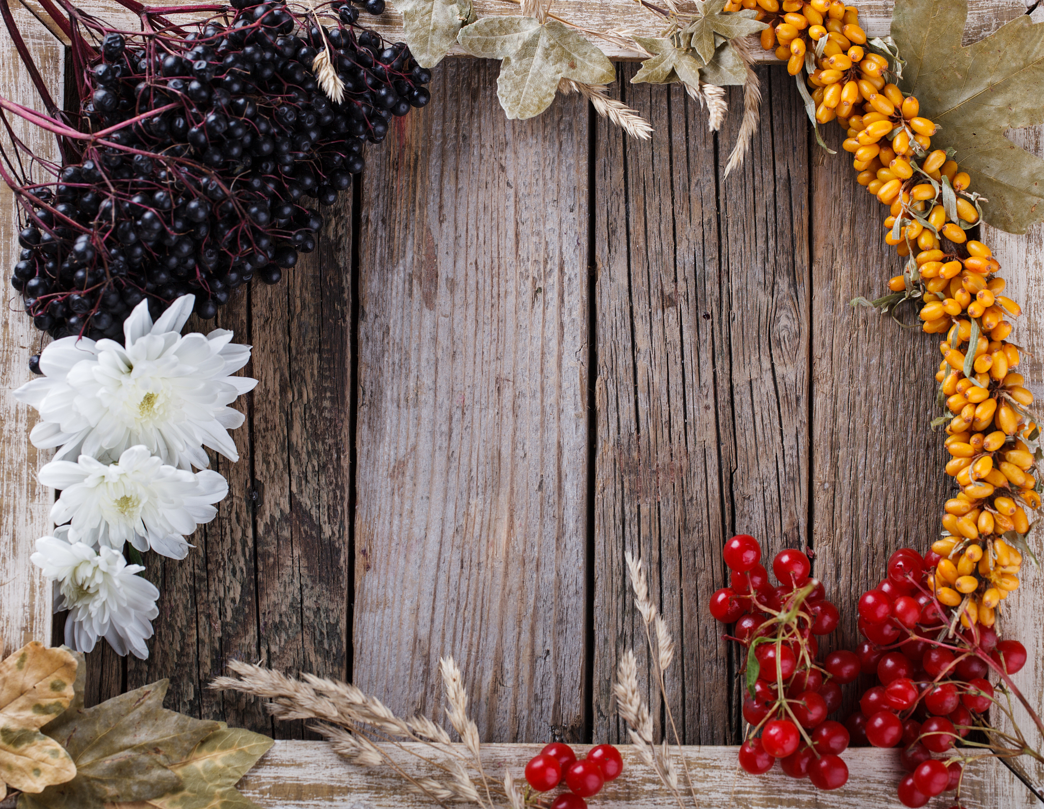 鼎鑫沙棘果片适合哪些人群食用？