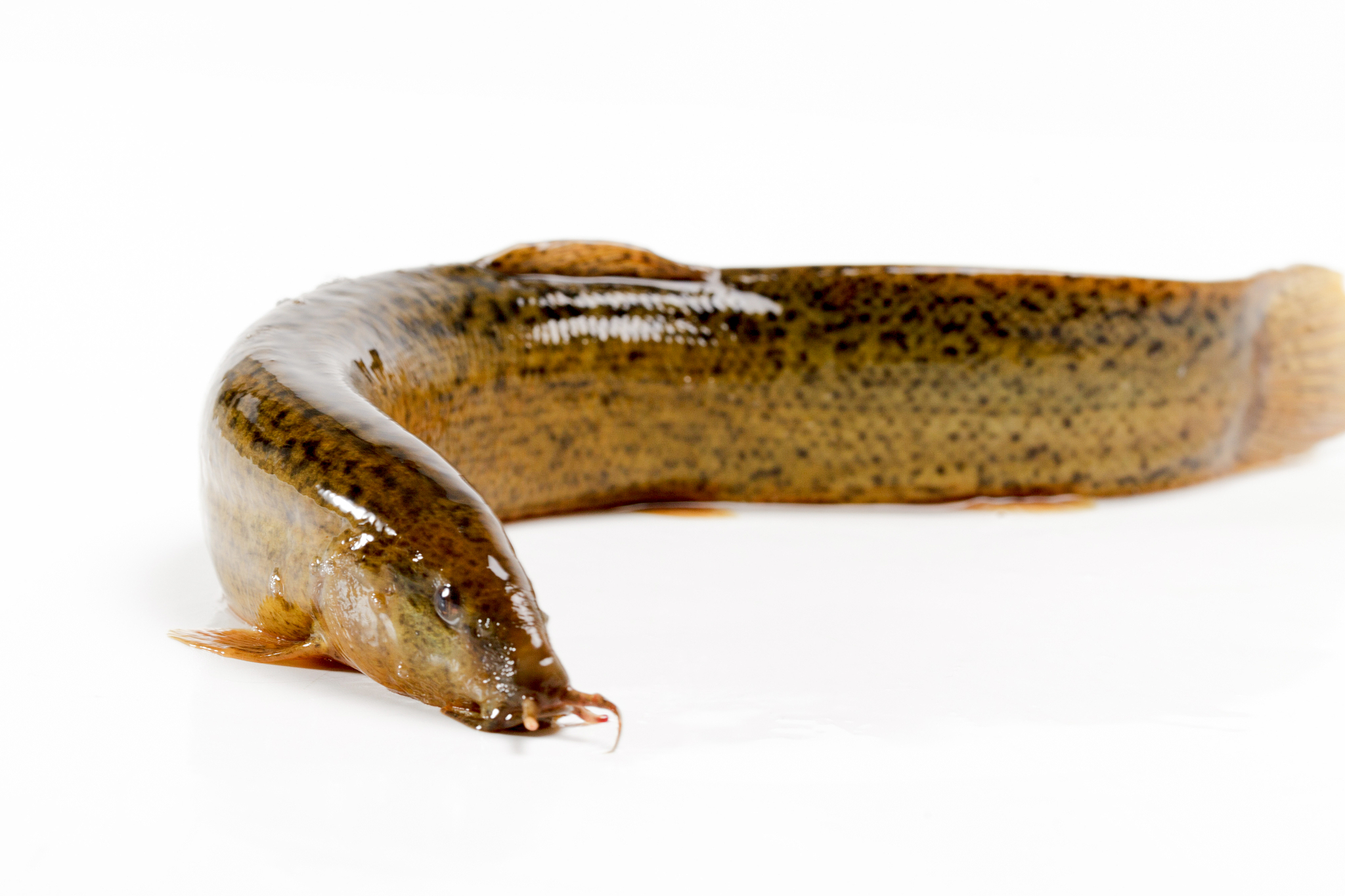 泥鳅和大鳞副泥鳅：营养丰富，经济价值高的常见鱼类