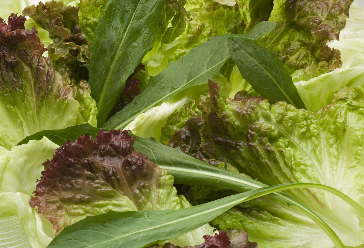 芥兰菜梗和叶子表面长了黑点是什么？长黑点的芥兰菜能吃吗？