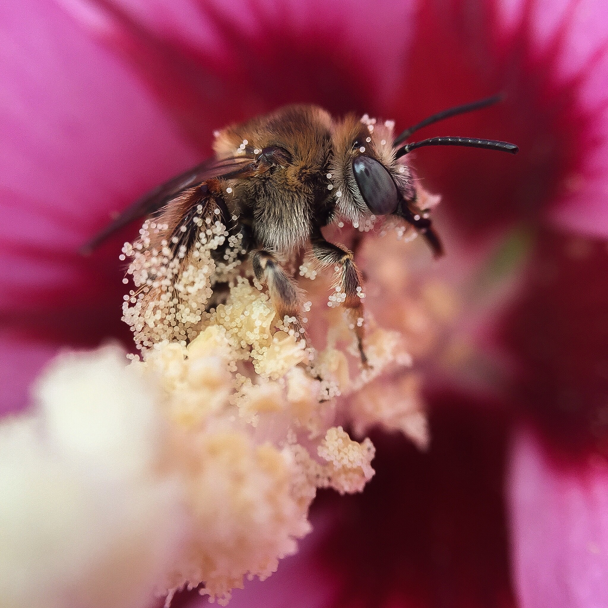 请说处几个类似蜜蜂采蜂蜜的网名