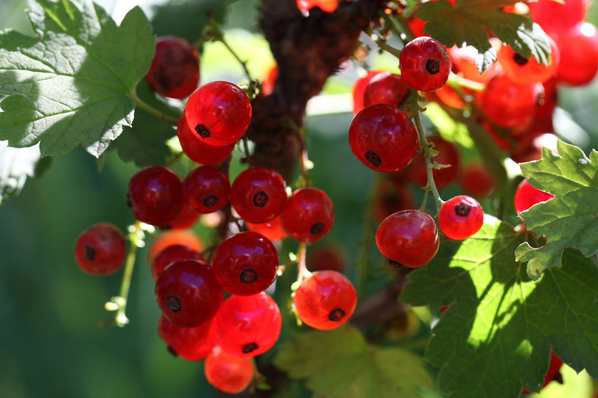 red currant