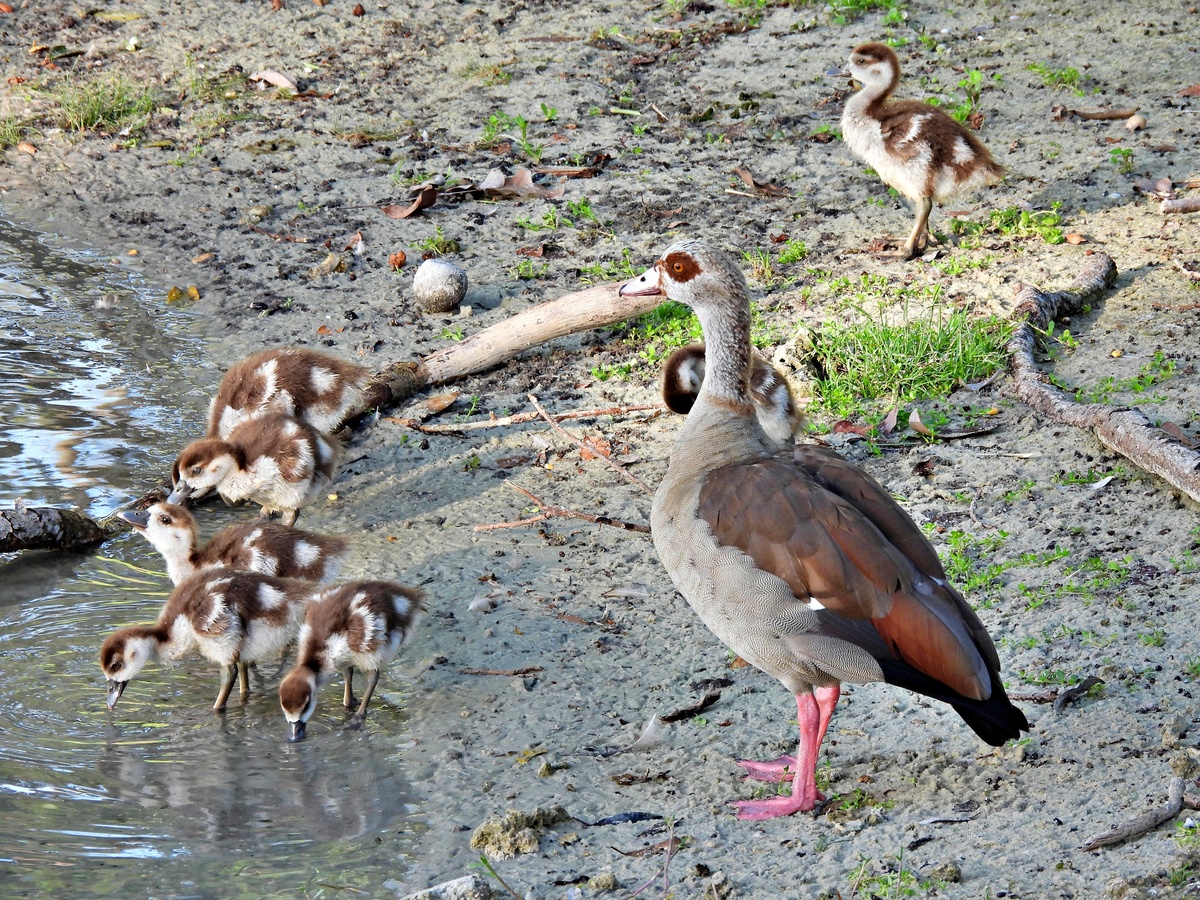 单独的鸟部首单独的鸟部首