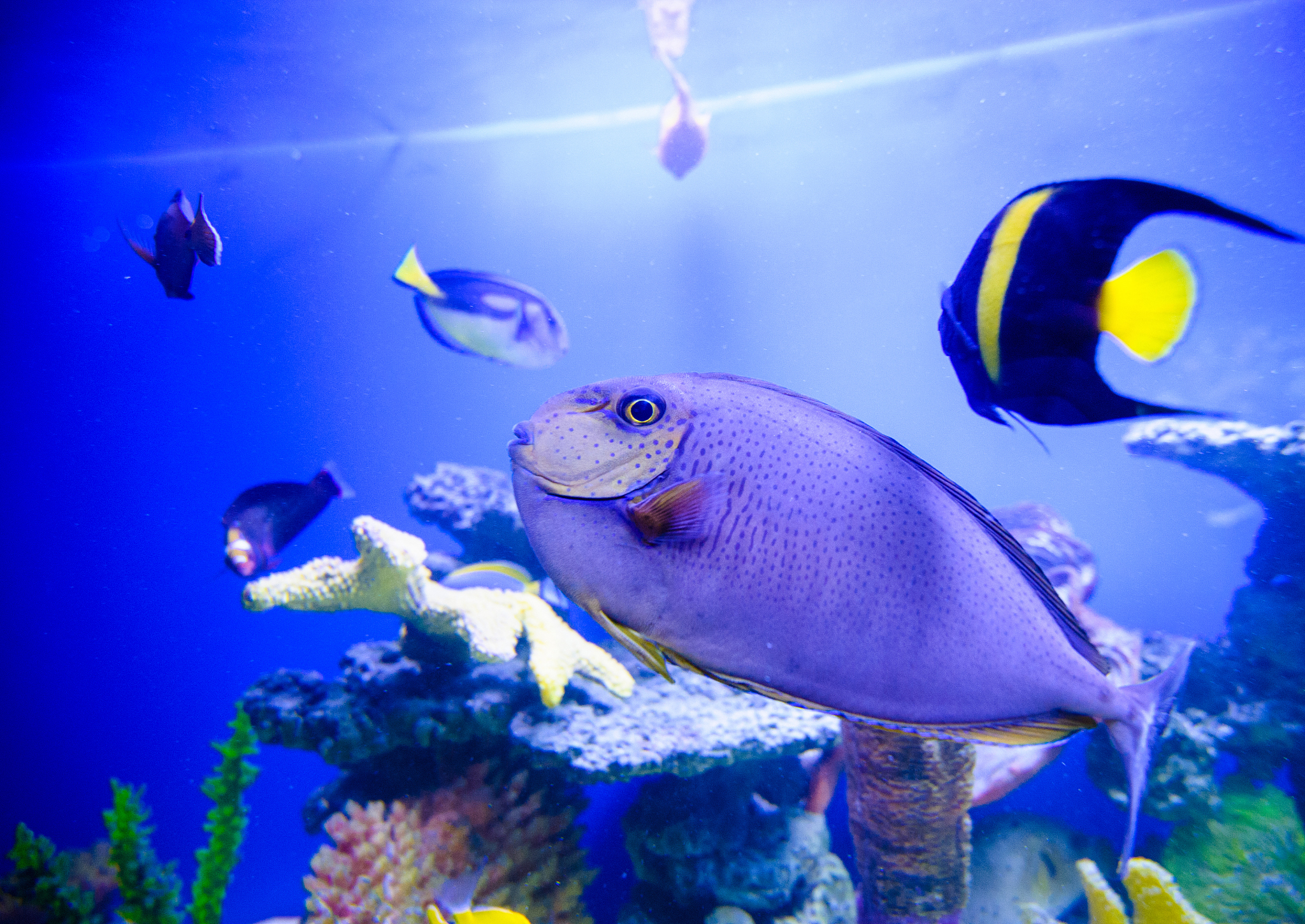 sea fish