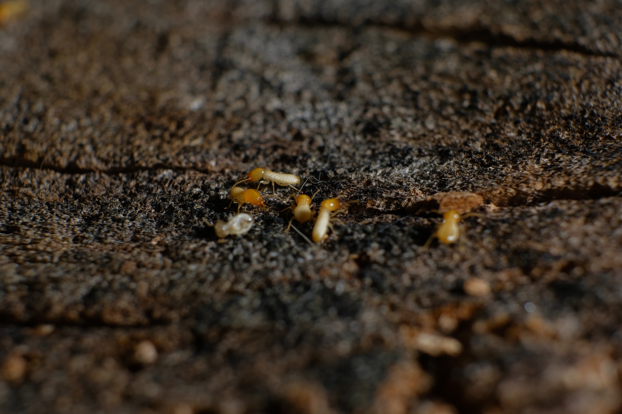 项目区域白蚁普查及防治方案