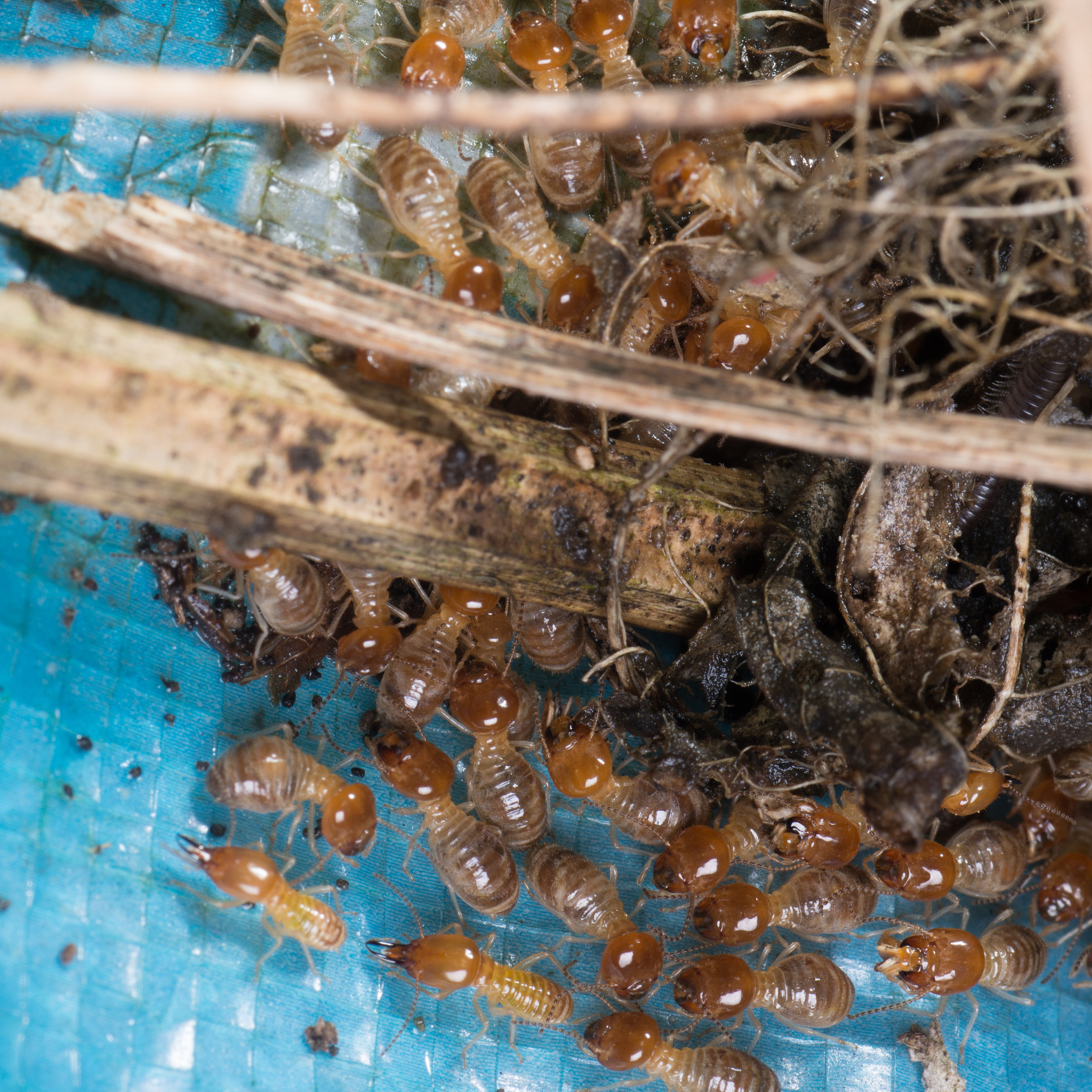 帮我写一份参观天鹰公司昆虫展品及白蚁研究所的心得体会