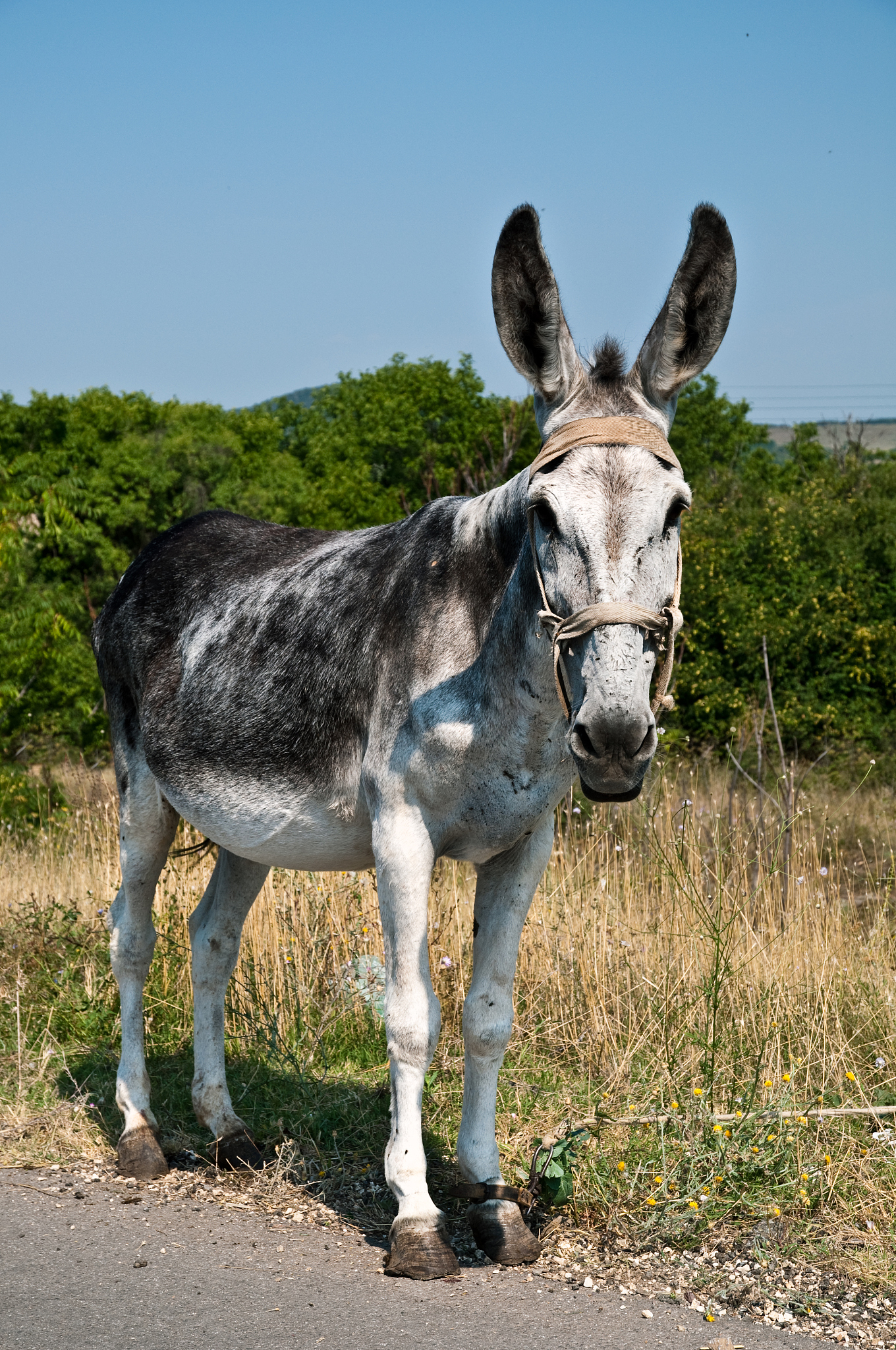 curious donkey
