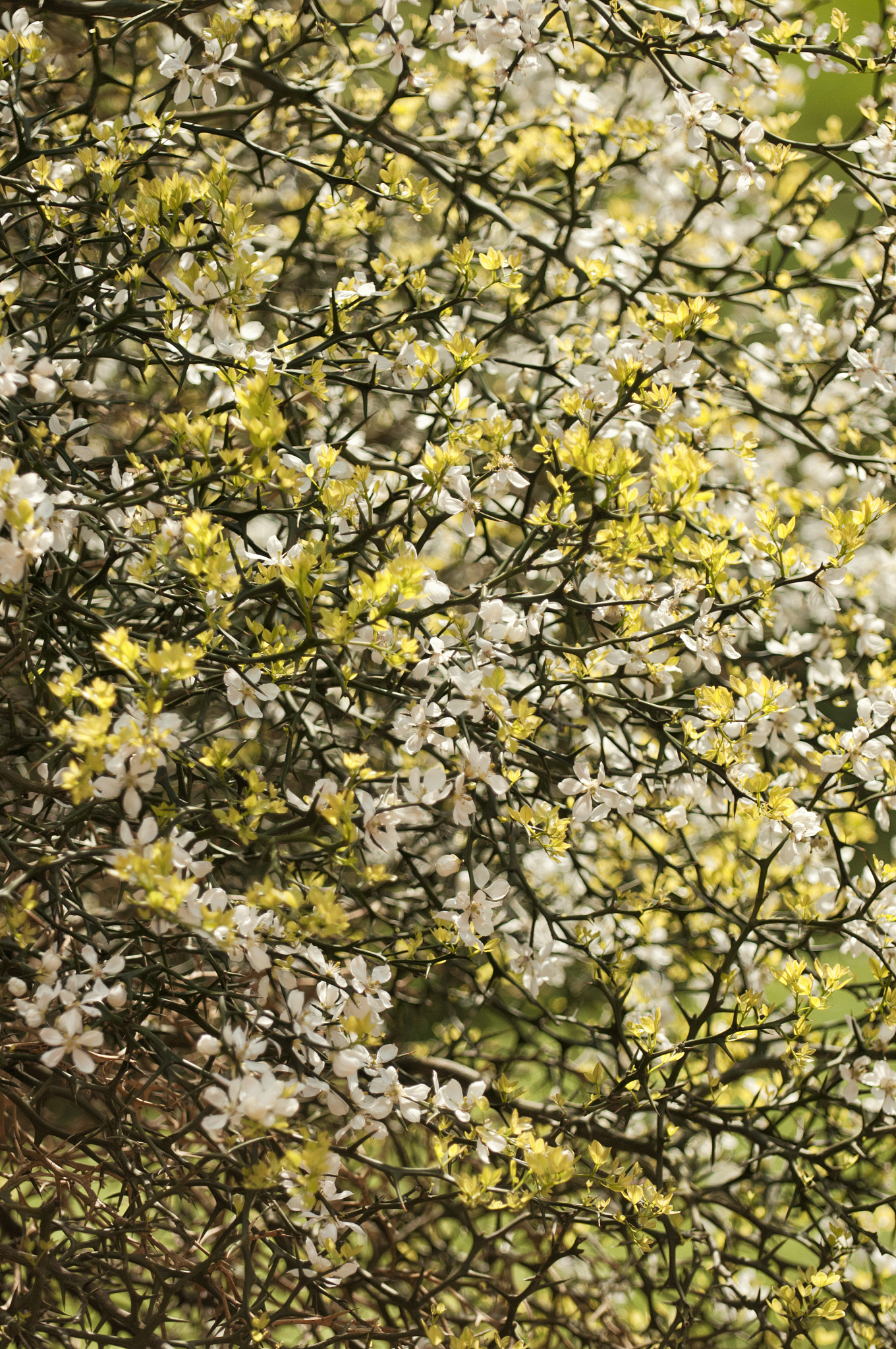 写一首描写自然的歌