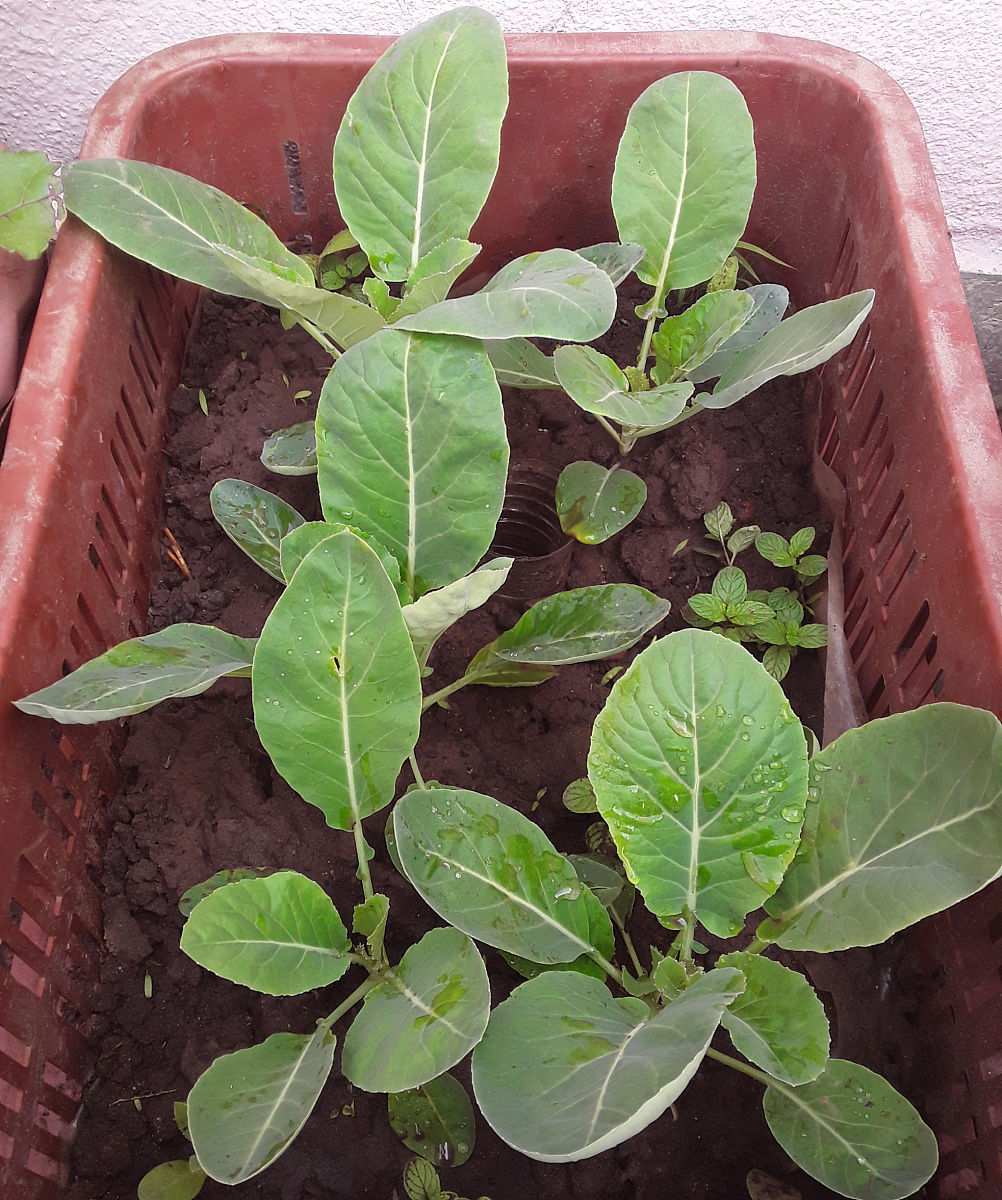 阳台朝天椒浇水过多怎么办？烂根的拯救方法