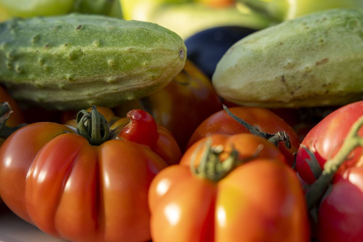 西瓜、黄瓜、甜瓜、冬瓜、南瓜、西葫芦开花结果习性与植株调整技术比较
