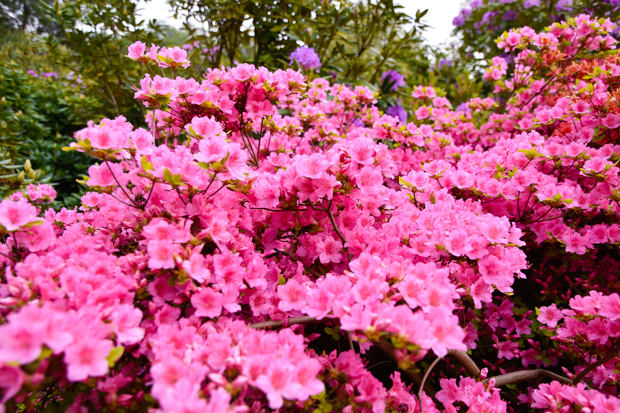 陕西西安广仁寺树开的粉色的花是啥花