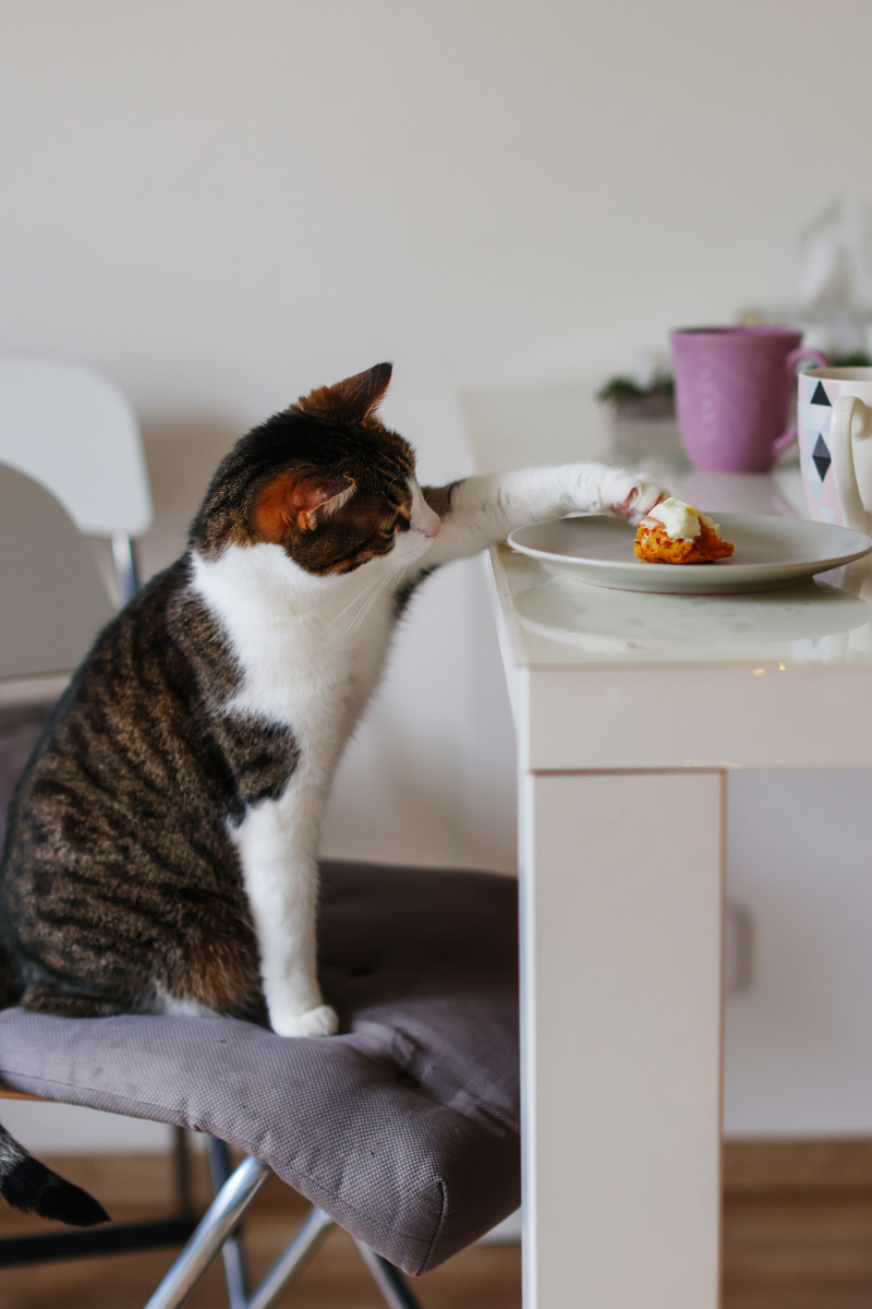 猫咪的智慧!看喵星人如何玩转生活,展现聪明才智