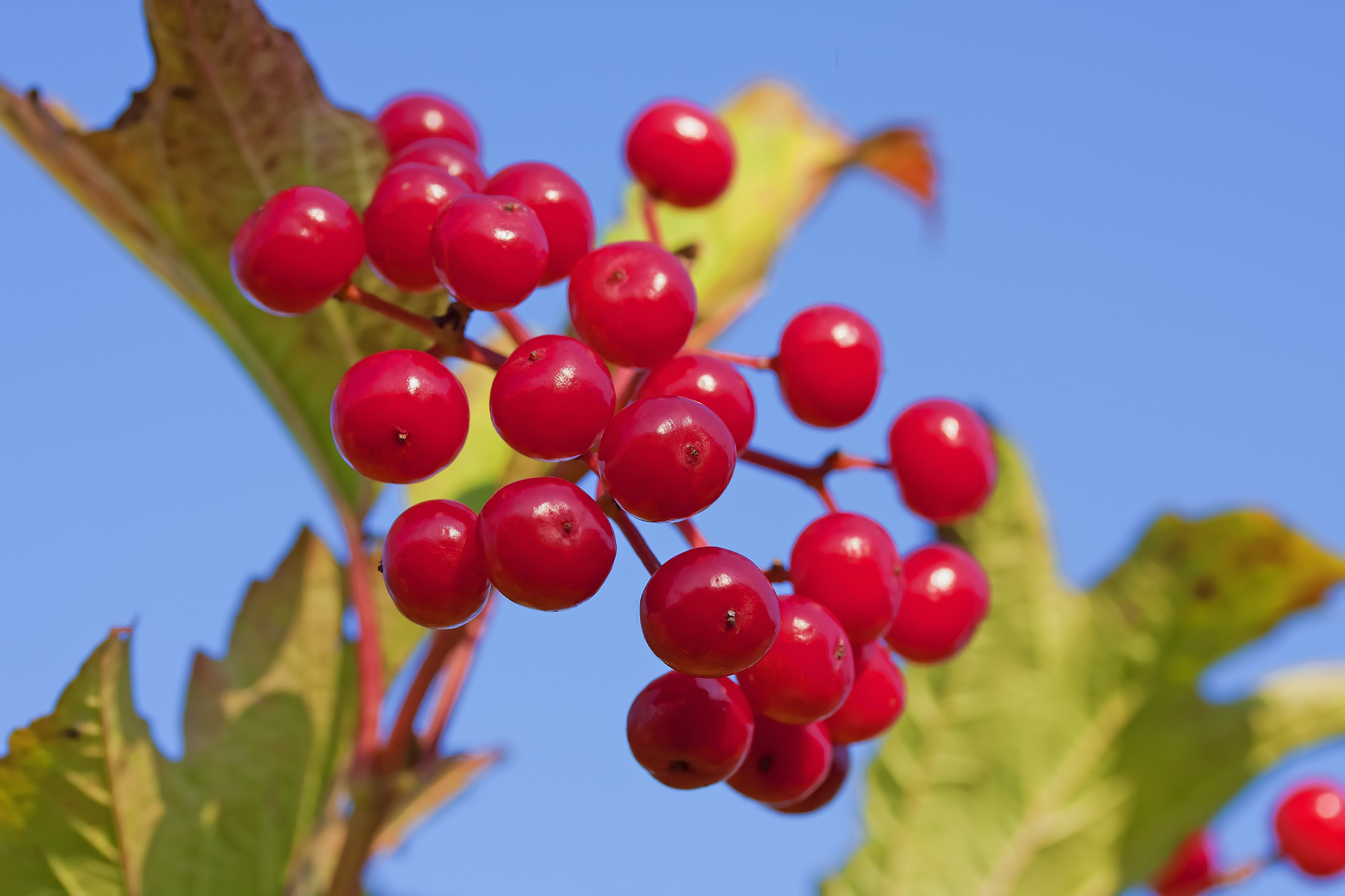 berries of red viburnum opulus against the blue sky close-up.
