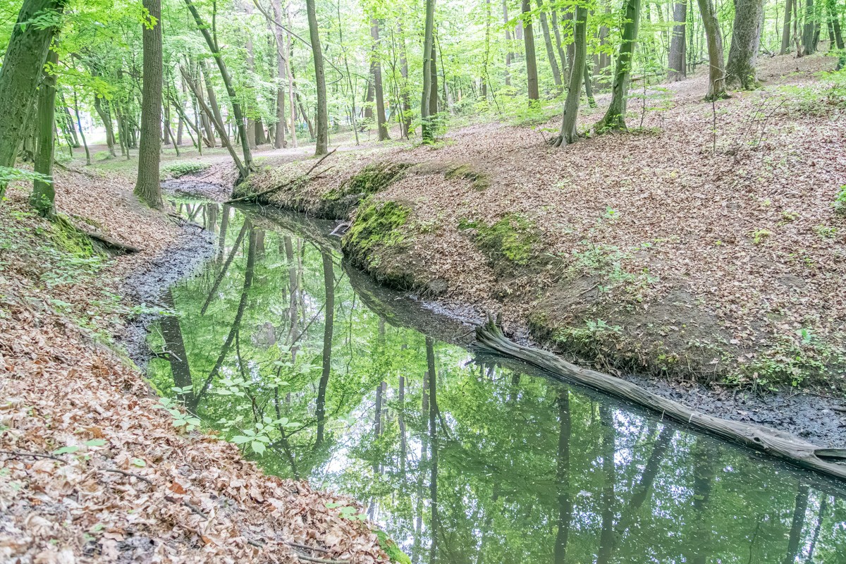 林地补播生态效益：保护水源、改善空气、促进生物多样性