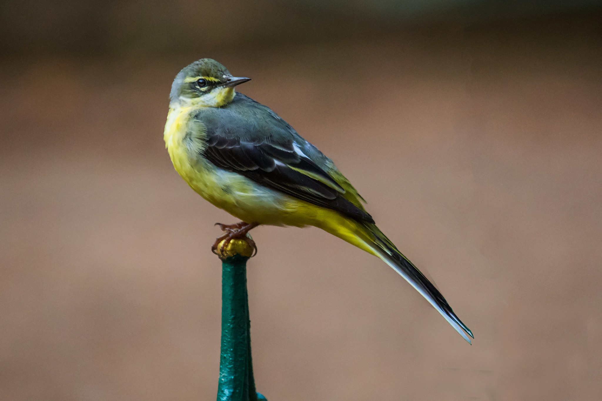 grey wagtail (motacilla cinerea)