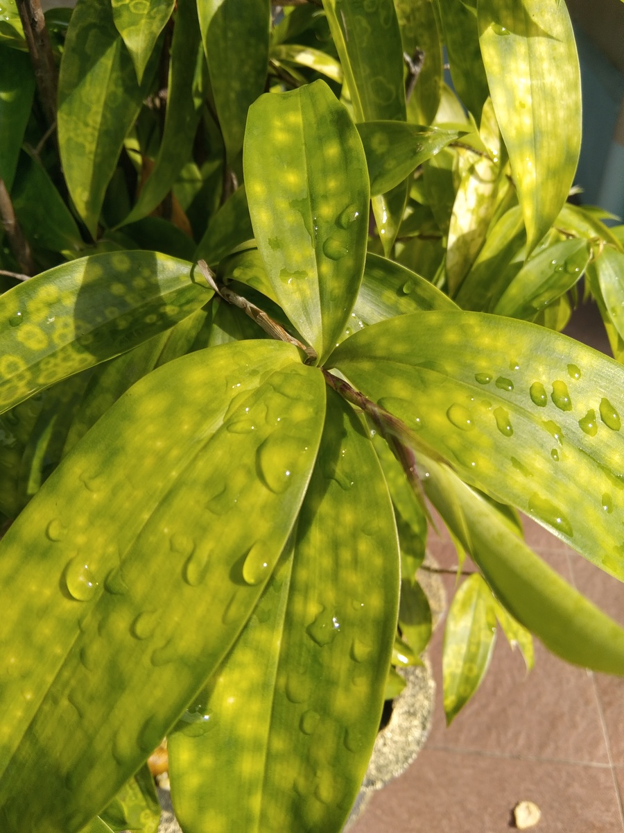 布氏柠檬酸杆菌