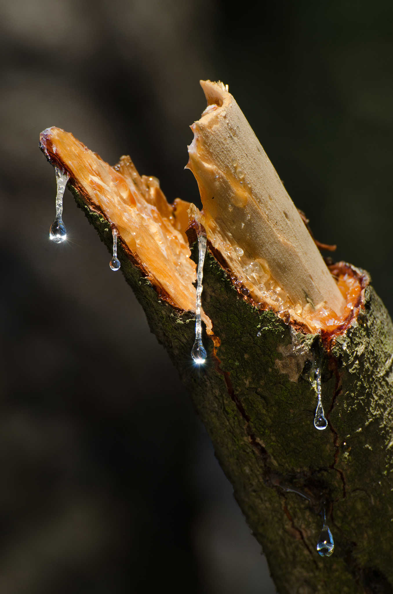 drops of pine resin