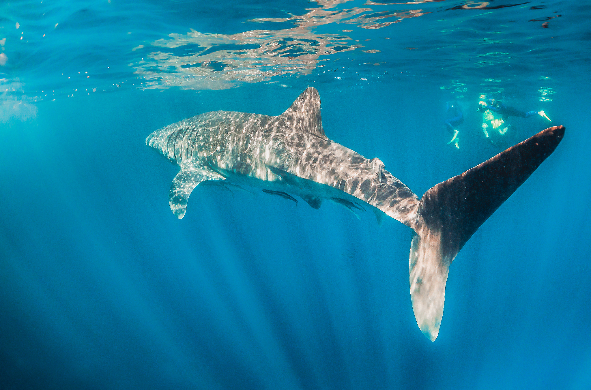帮我生成一篇关于海的文章并且生成一句符合文章意思的句子