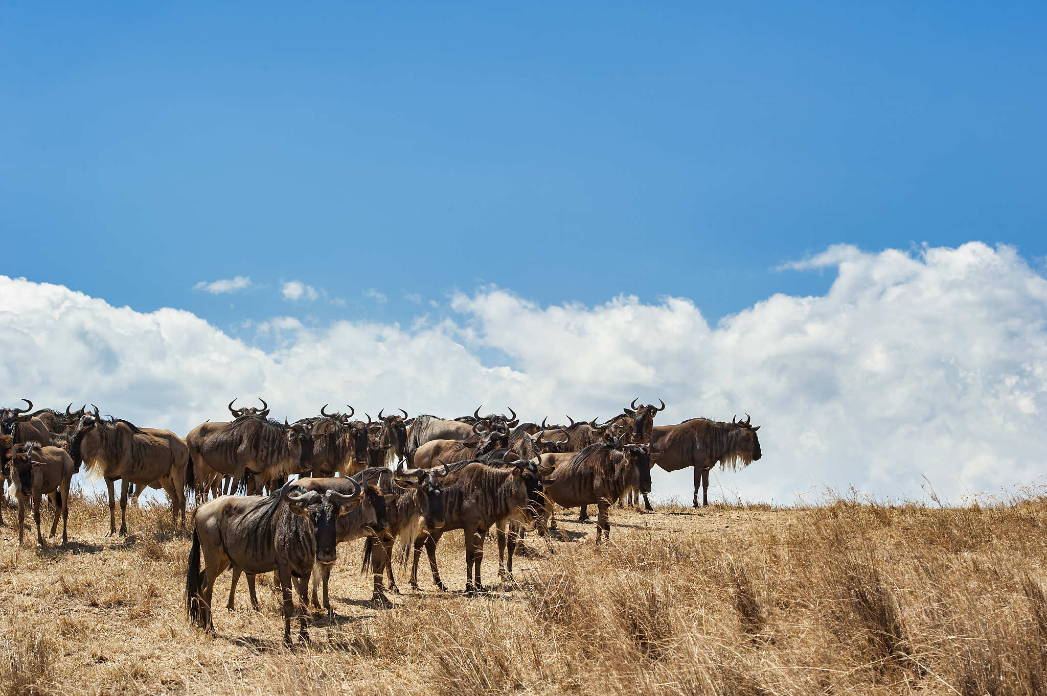 large herd of wildebeest in ngorongoro crater, tanzania
